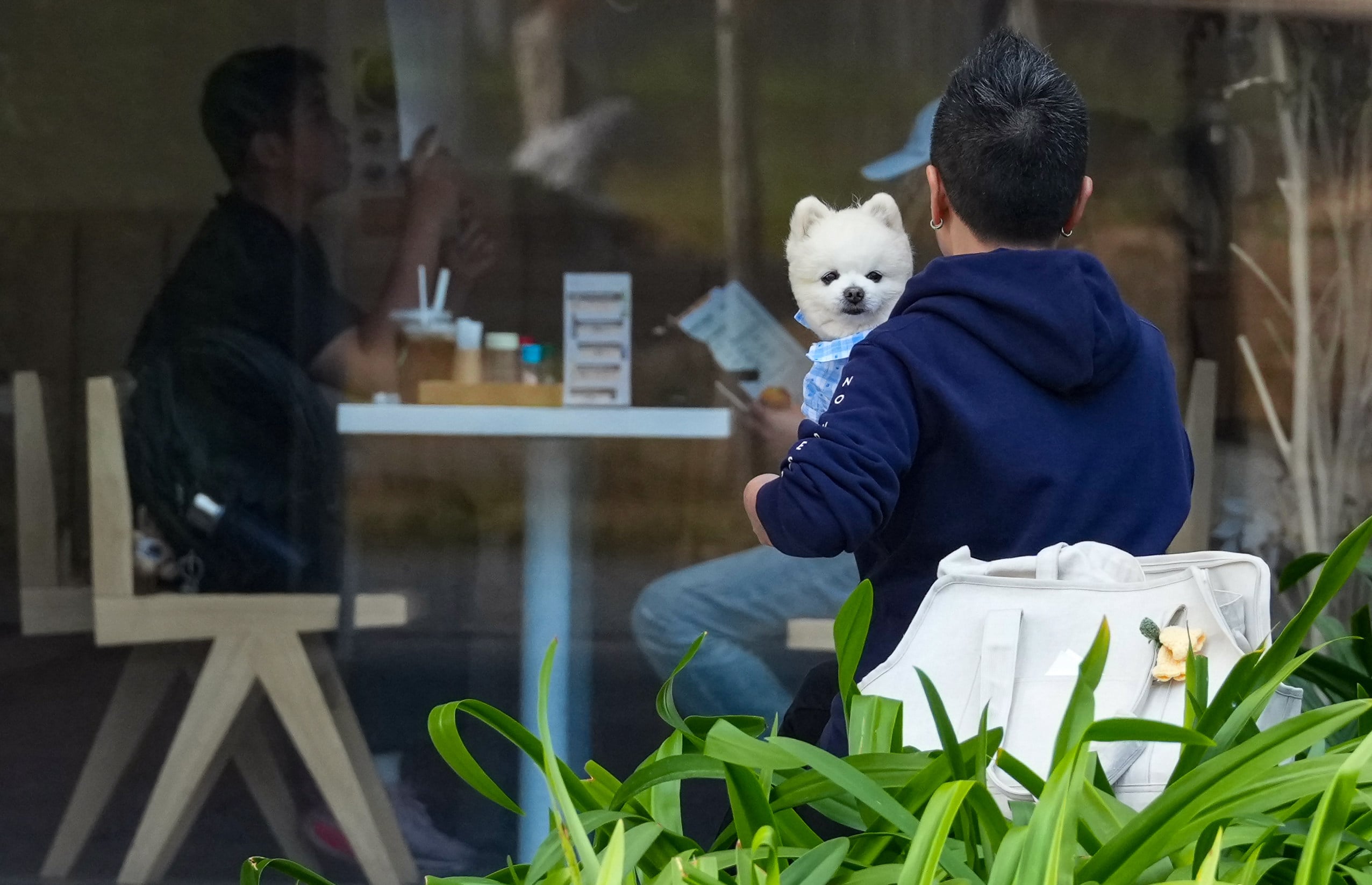 A pet owner walks past a restaurant in Kai Tak on February 3. Photo: Jelly Tse