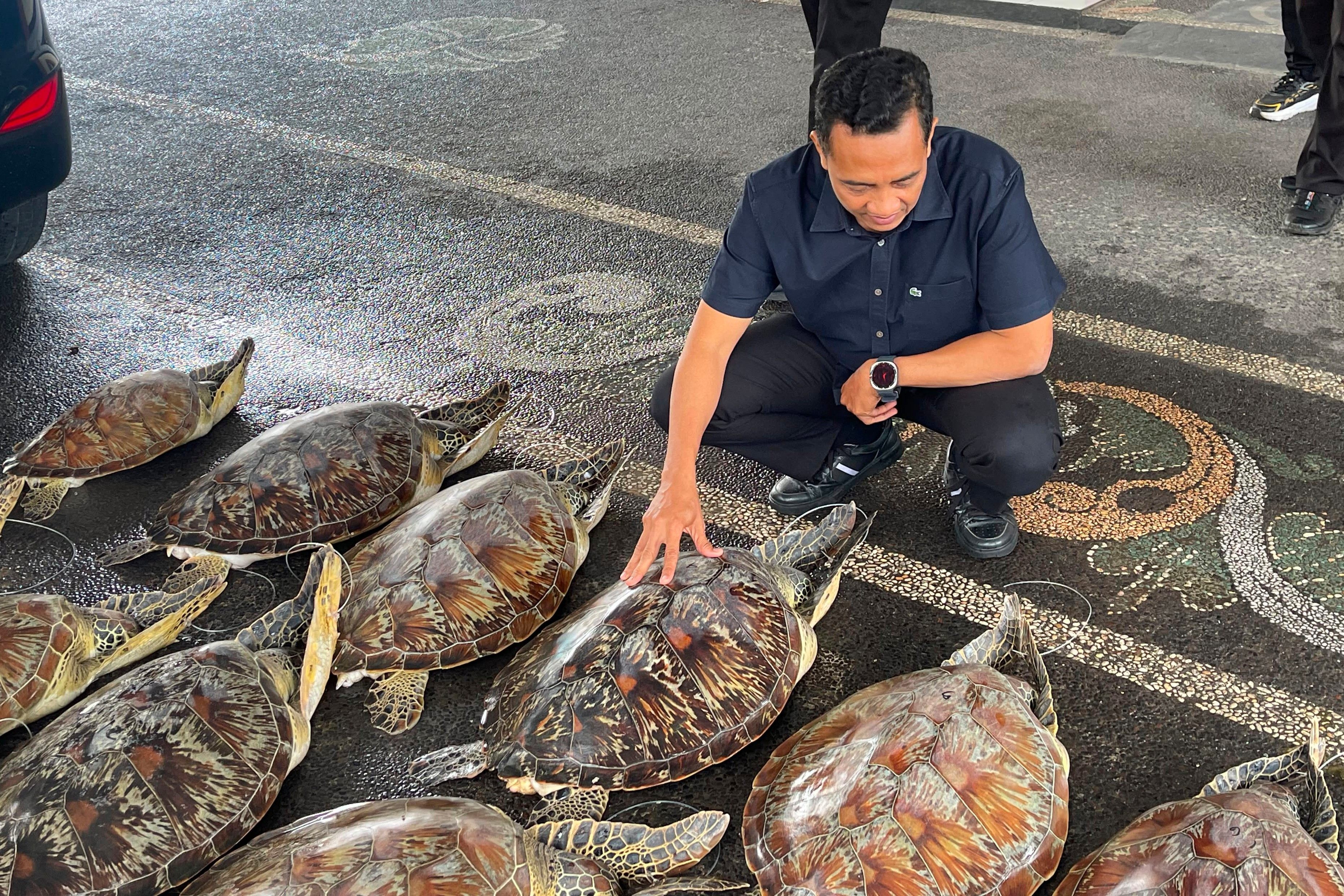 A police officer inspects live green sea turtles seized from a trafficker in Denpasar, Bali, on Friday. Photo: Bali Regional Police/AP