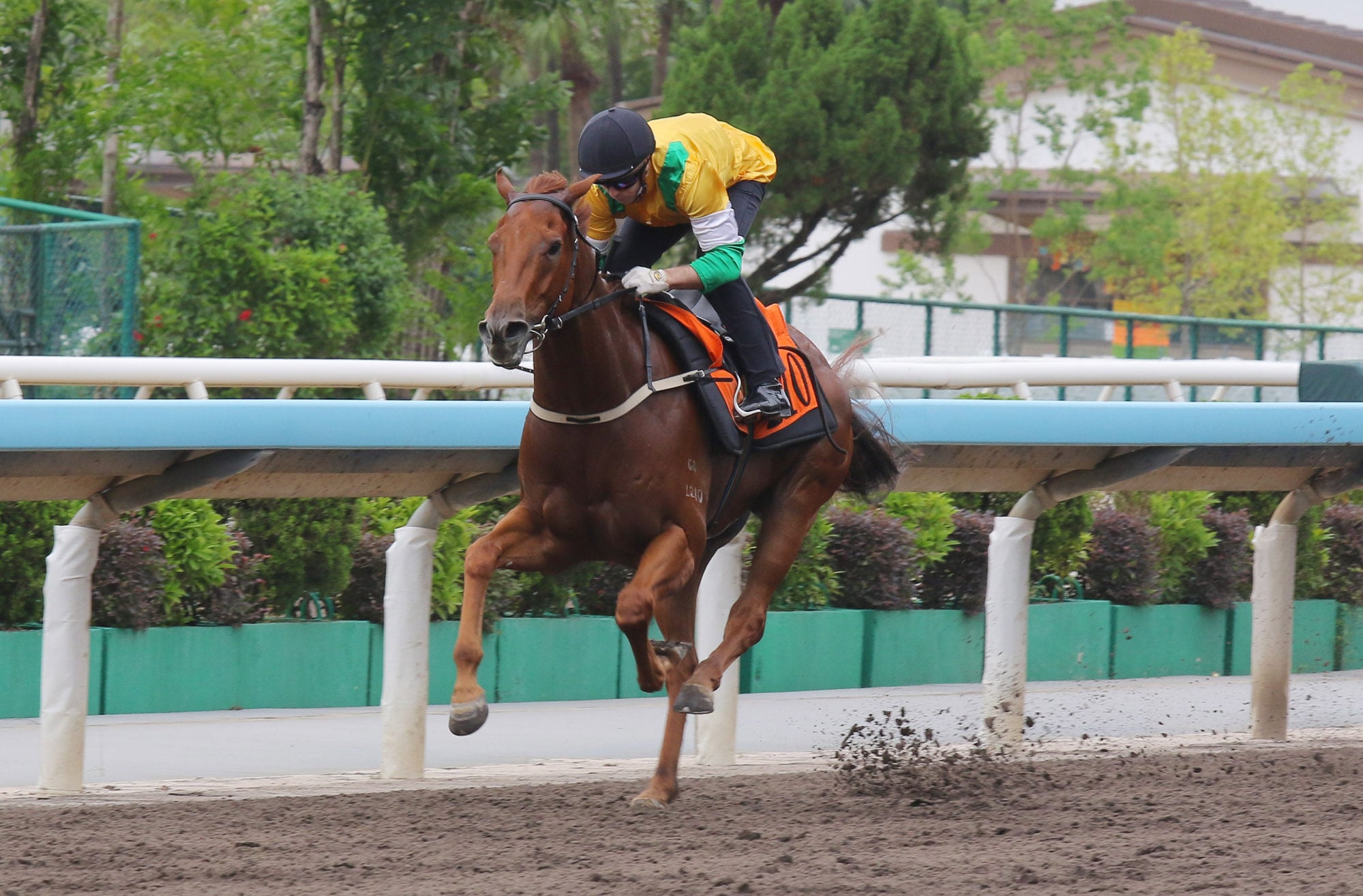 Bustling City trials at Sha Tin earlier this month. Bustling City trials at Sha Tin earlier this month.