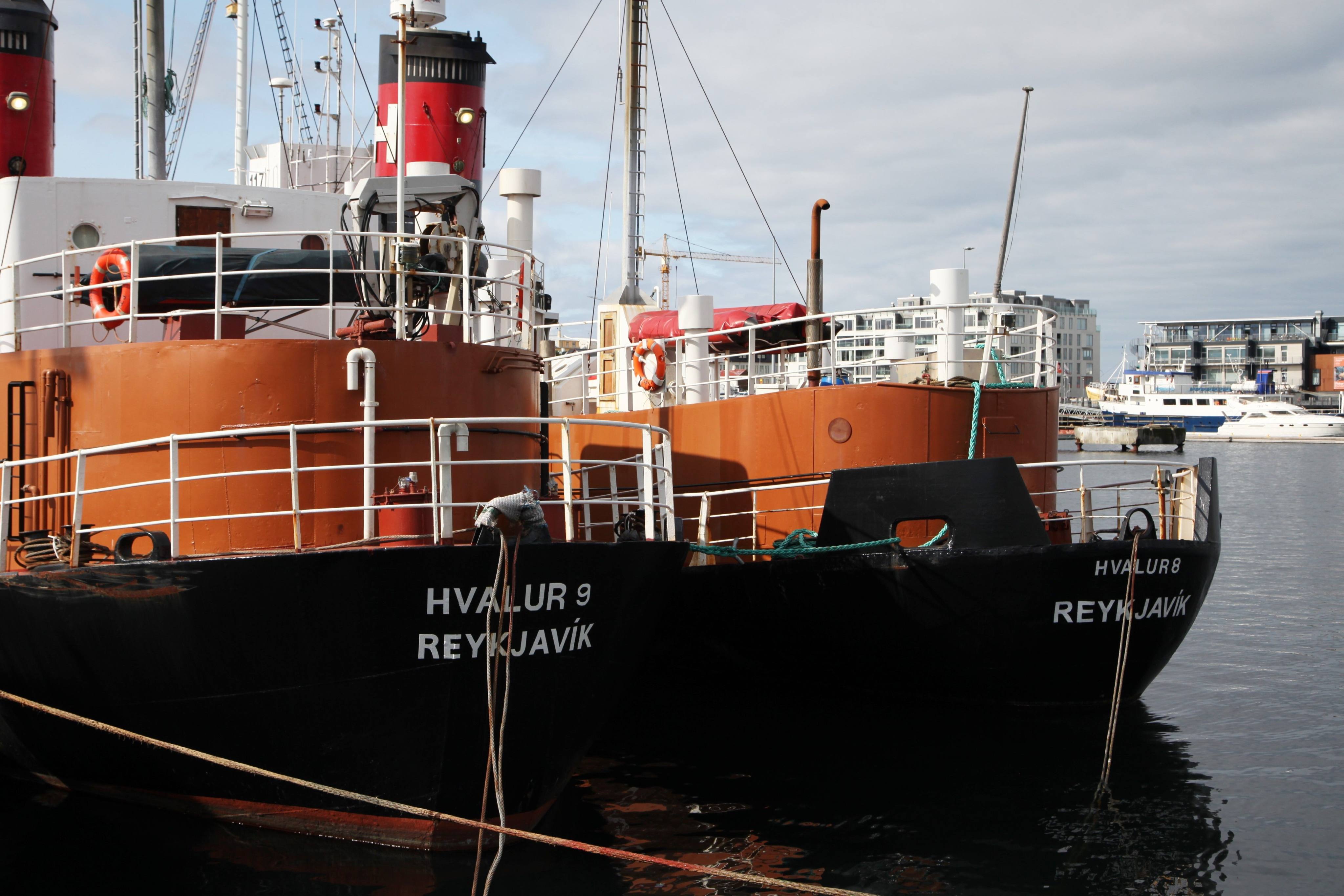 scmp.com - Agence France-Presse - Iceland resumes whale hunt amid protest