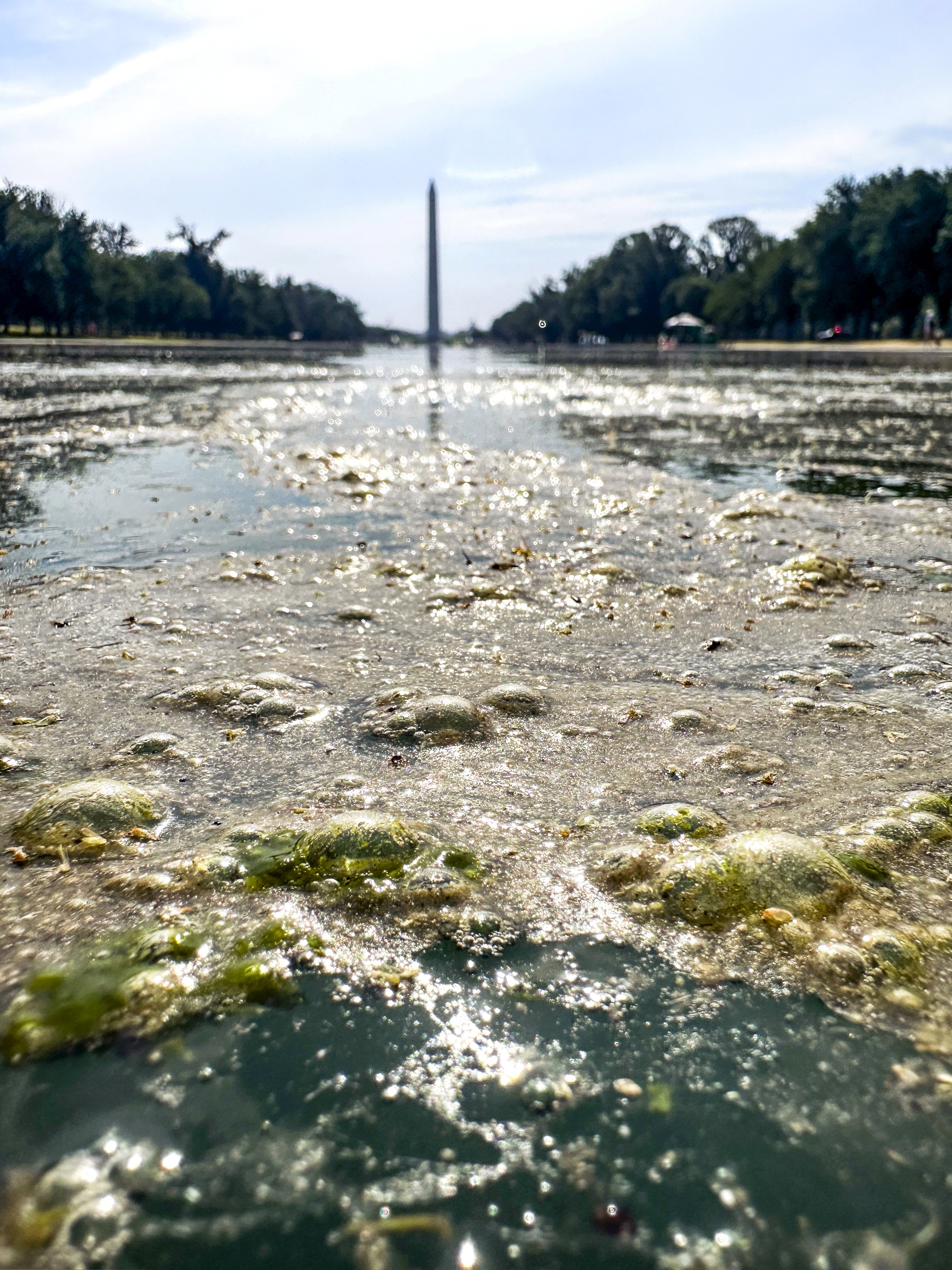 Algae forms across the surface of the newly renovated Lincoln Memorial Reflecting Pool. Photo: AP