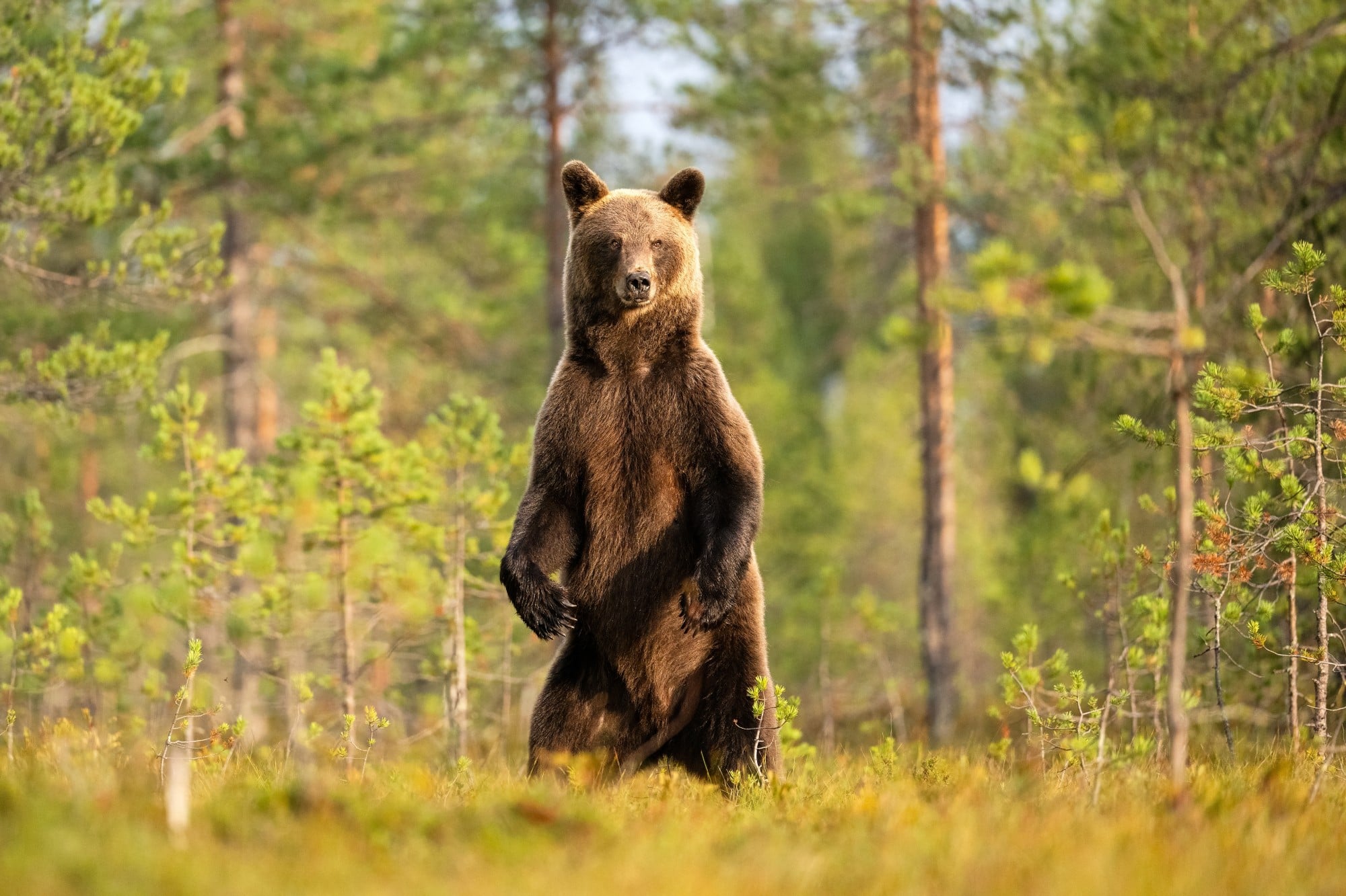 A female brown bear stands amid a forest backdrop. The estimated population of brown bears in China is around 5,000 to 6,000 individuals. Photo: Shutterstock