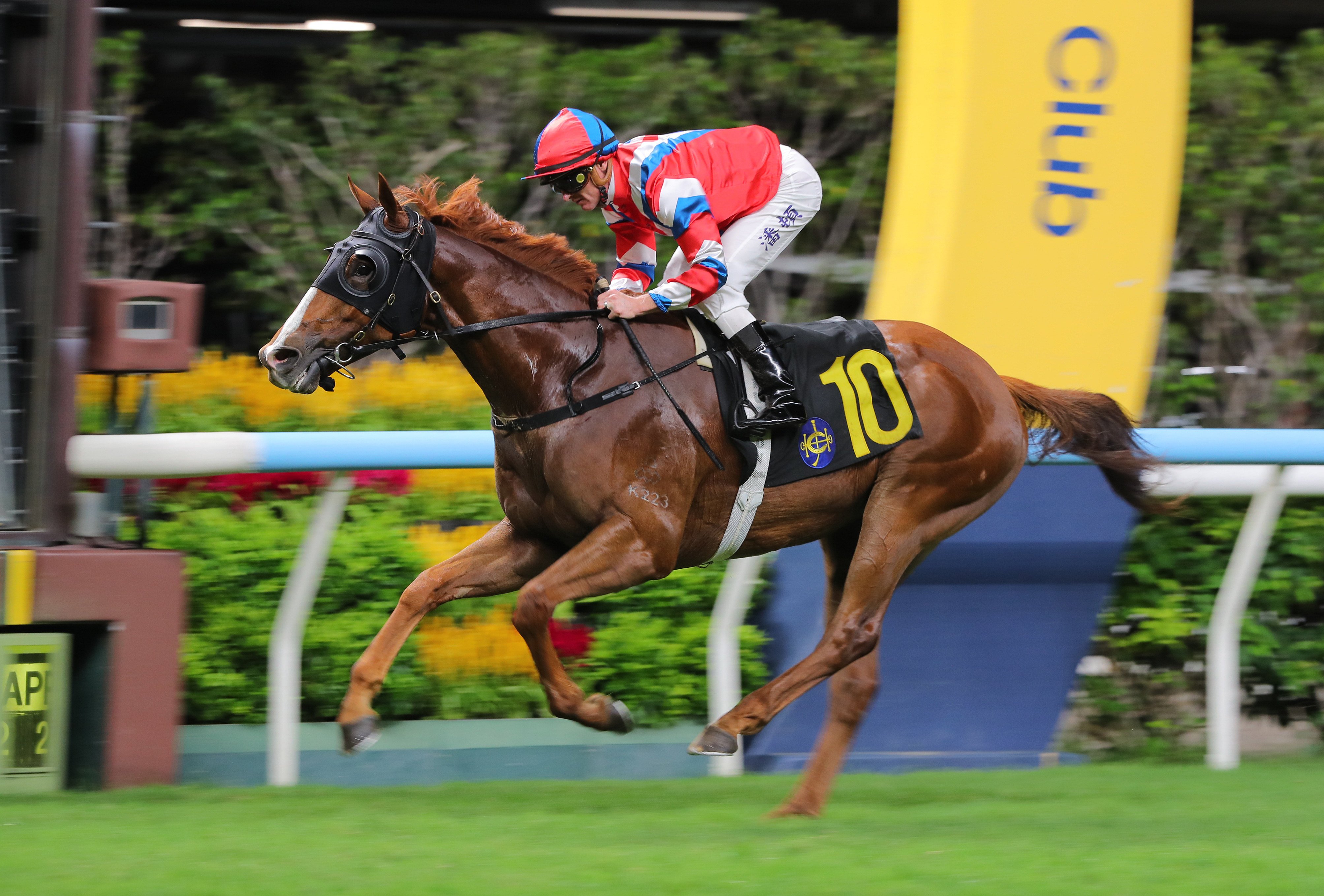 Vivacious Win, ridden by Zac Purton, scores at Happy Valley. Photos: Kenneth Chan