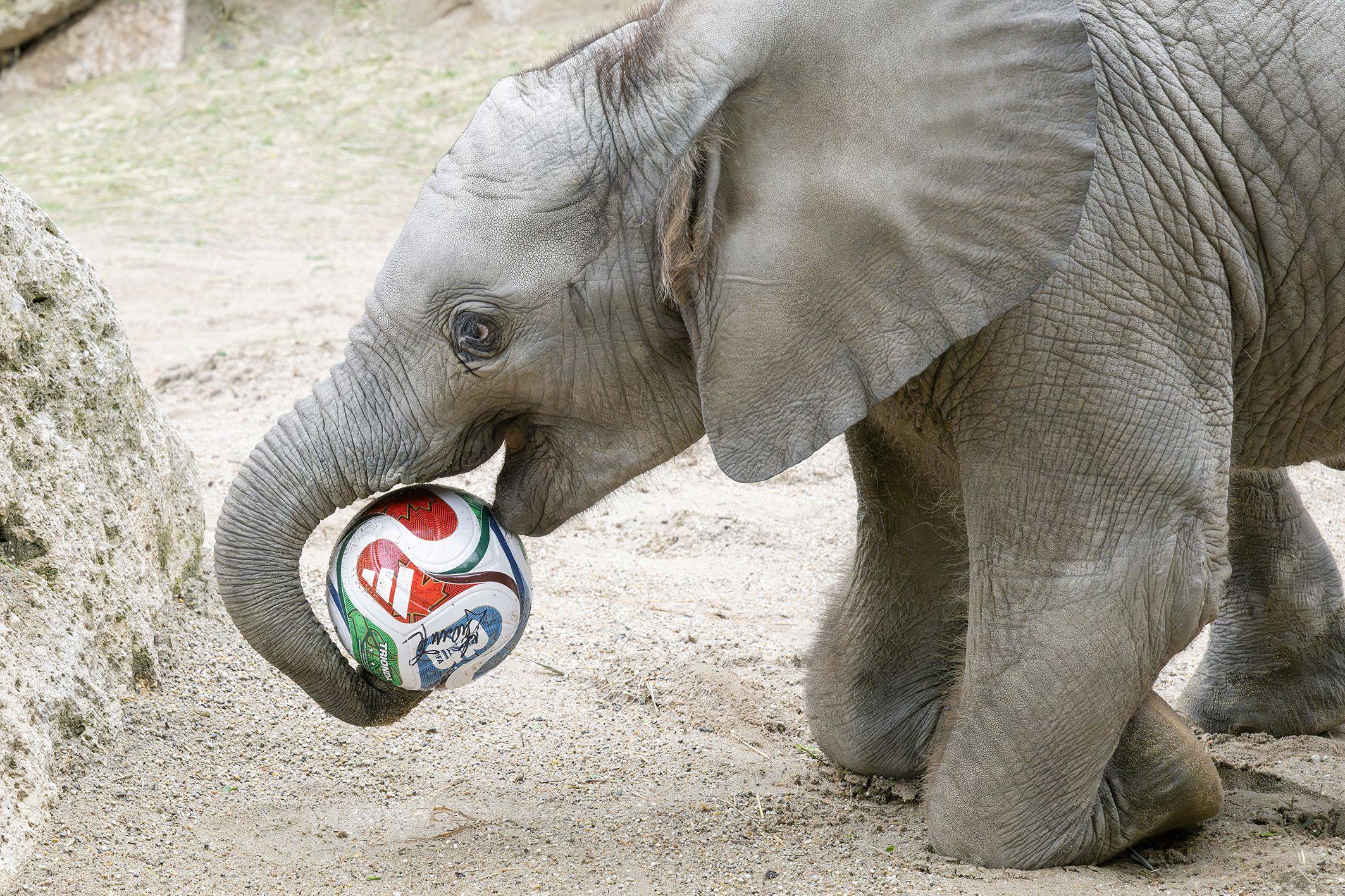 Do you think elephants are allowed to use their ears while playing football? Photo: Daniel Zupanc/Tiergarten Schonbrunn via APA/dpa