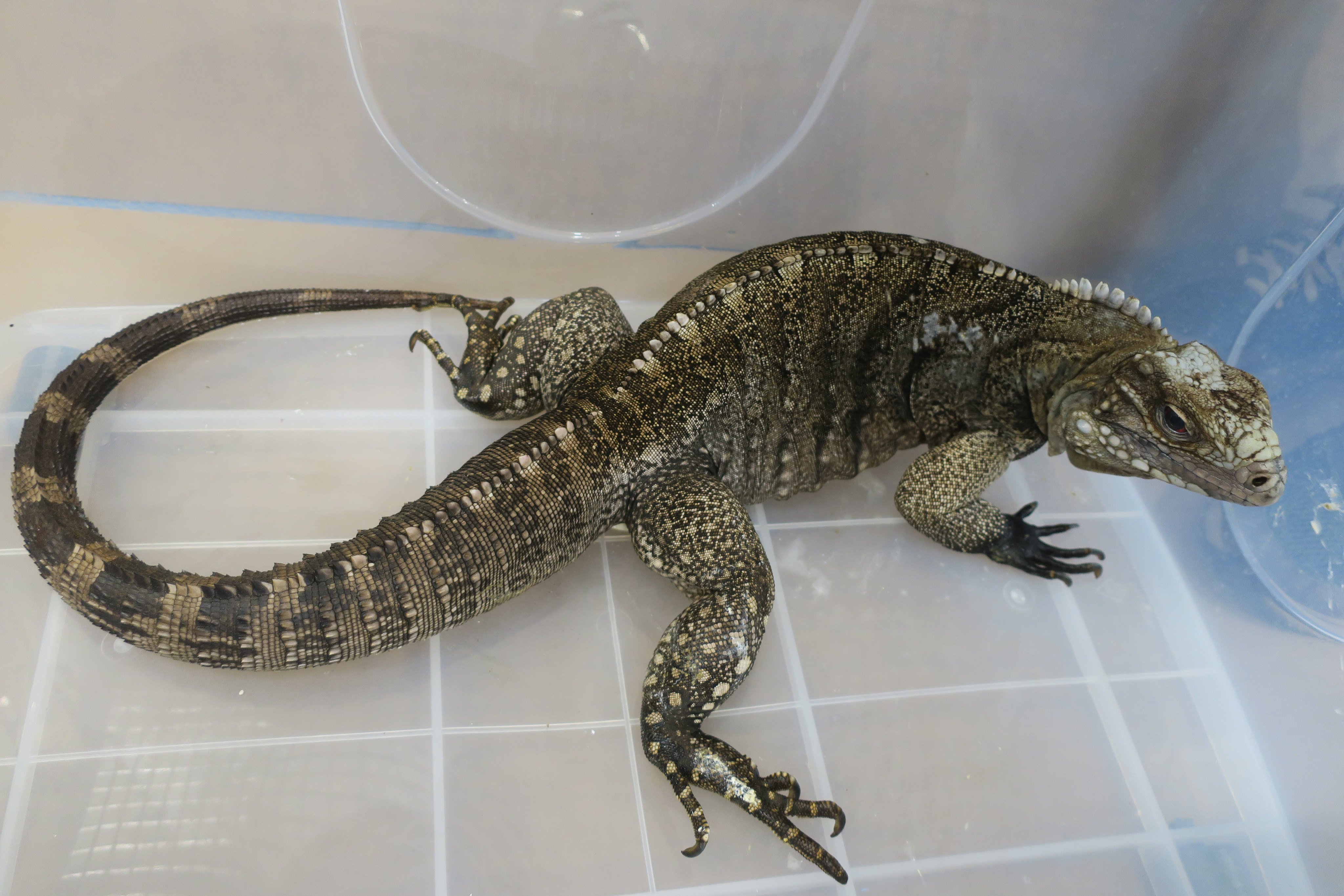 One of the seized rock iguanas. Photo: Handout