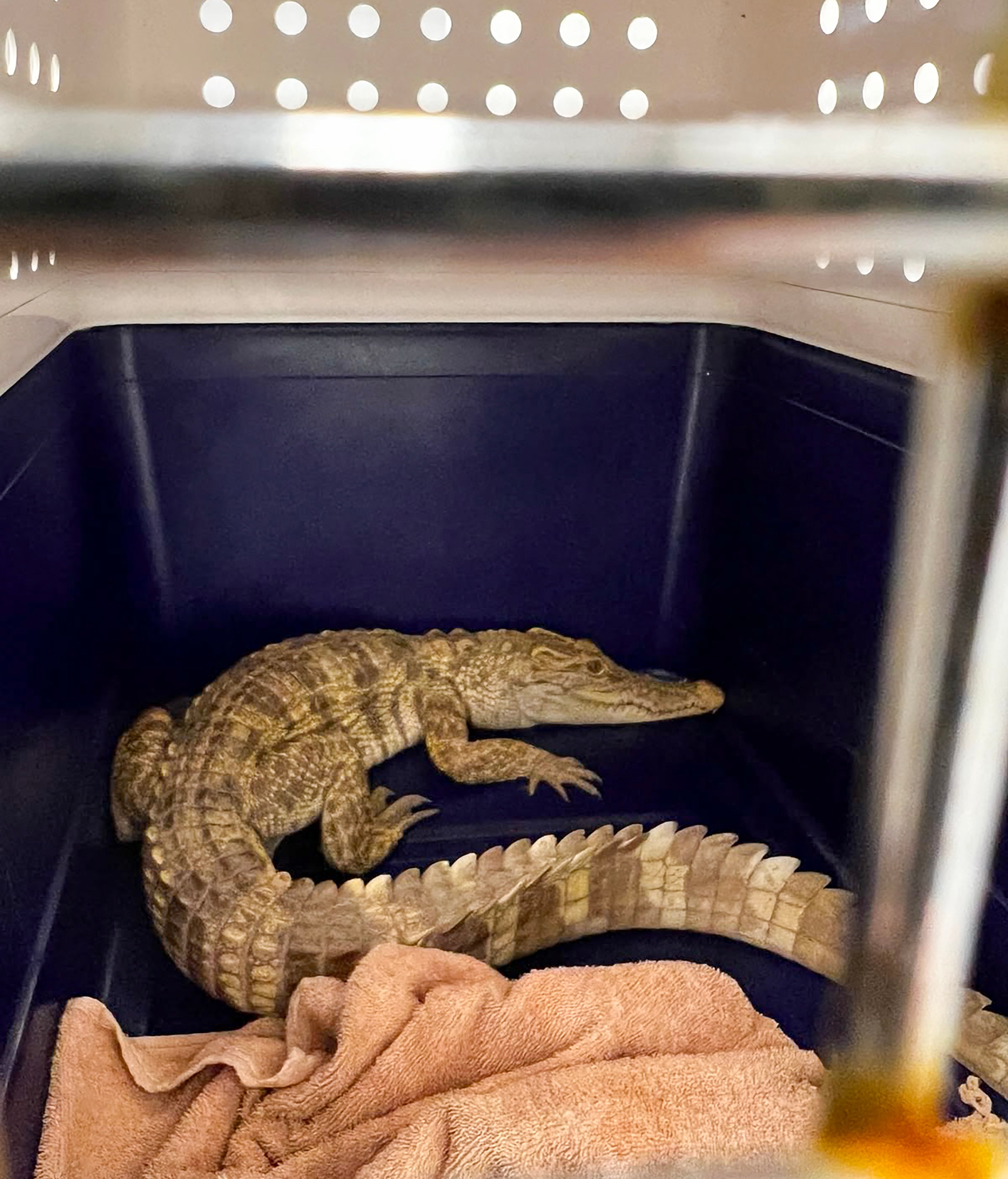 A juvenile crocodile was found injured at a residential building on Wednesday afternoon. Photo: Handout