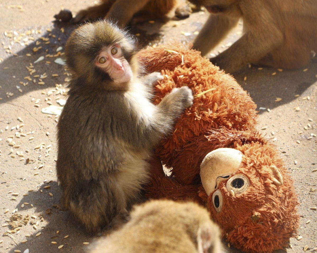Punch, a baby Japanese macaque, with the orangutan plushie he received after being abandoned by his mother. Photo: Kyodo