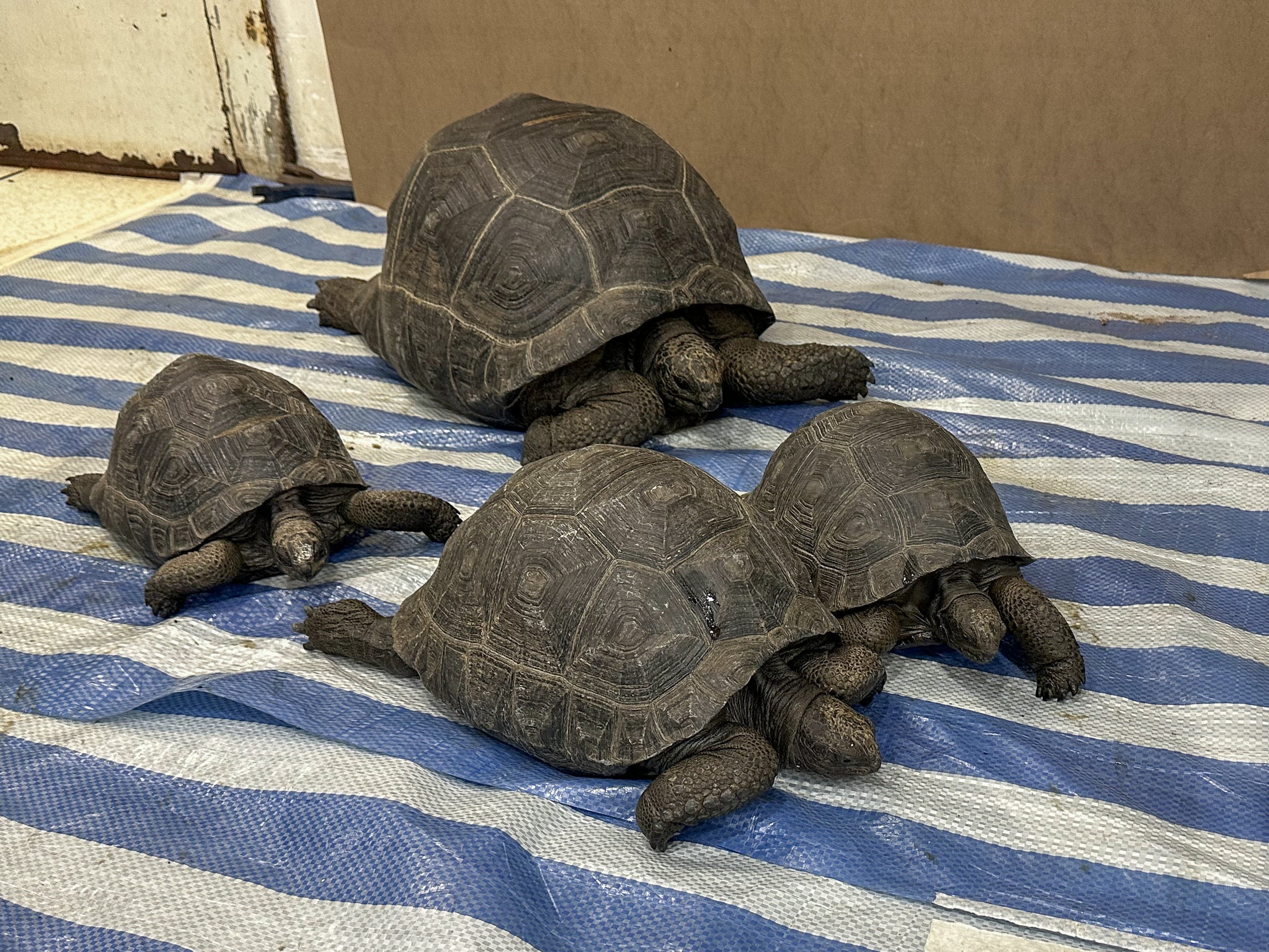 Seized Aldabra giant tortoises. Photo: Handout