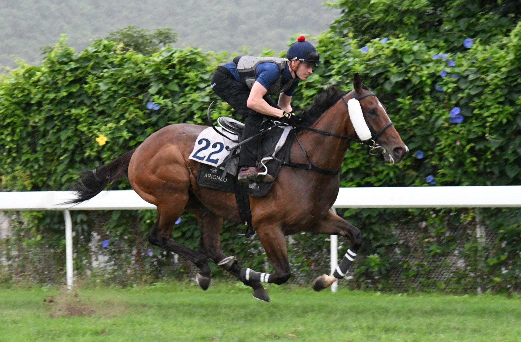 Colourful King gallops at Sha Tin last month.