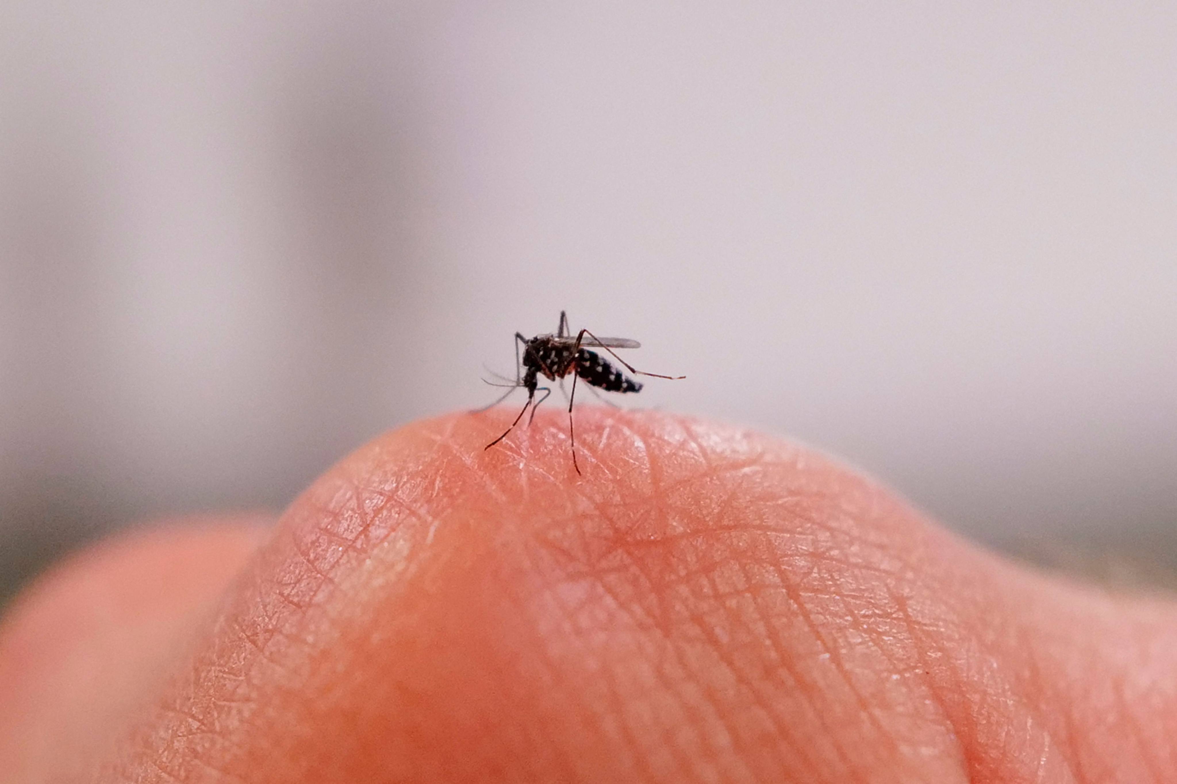 A female tiger mosquito. Photo: AFP
