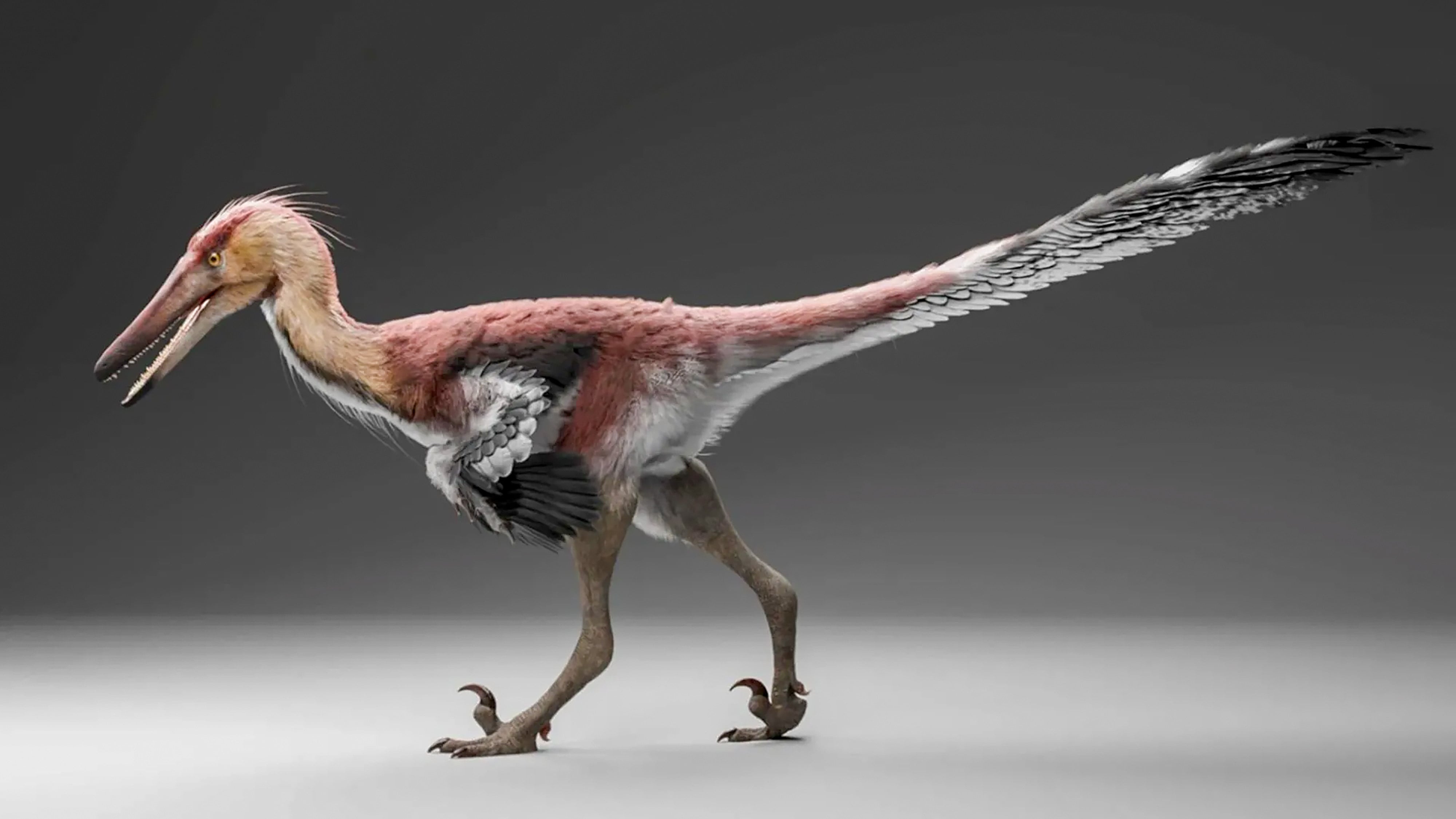Kank australis was a carnivorous dinosaur that walked on two legs and lived around 70 million years ago. Illustration: Gabriel Diaz Yanten