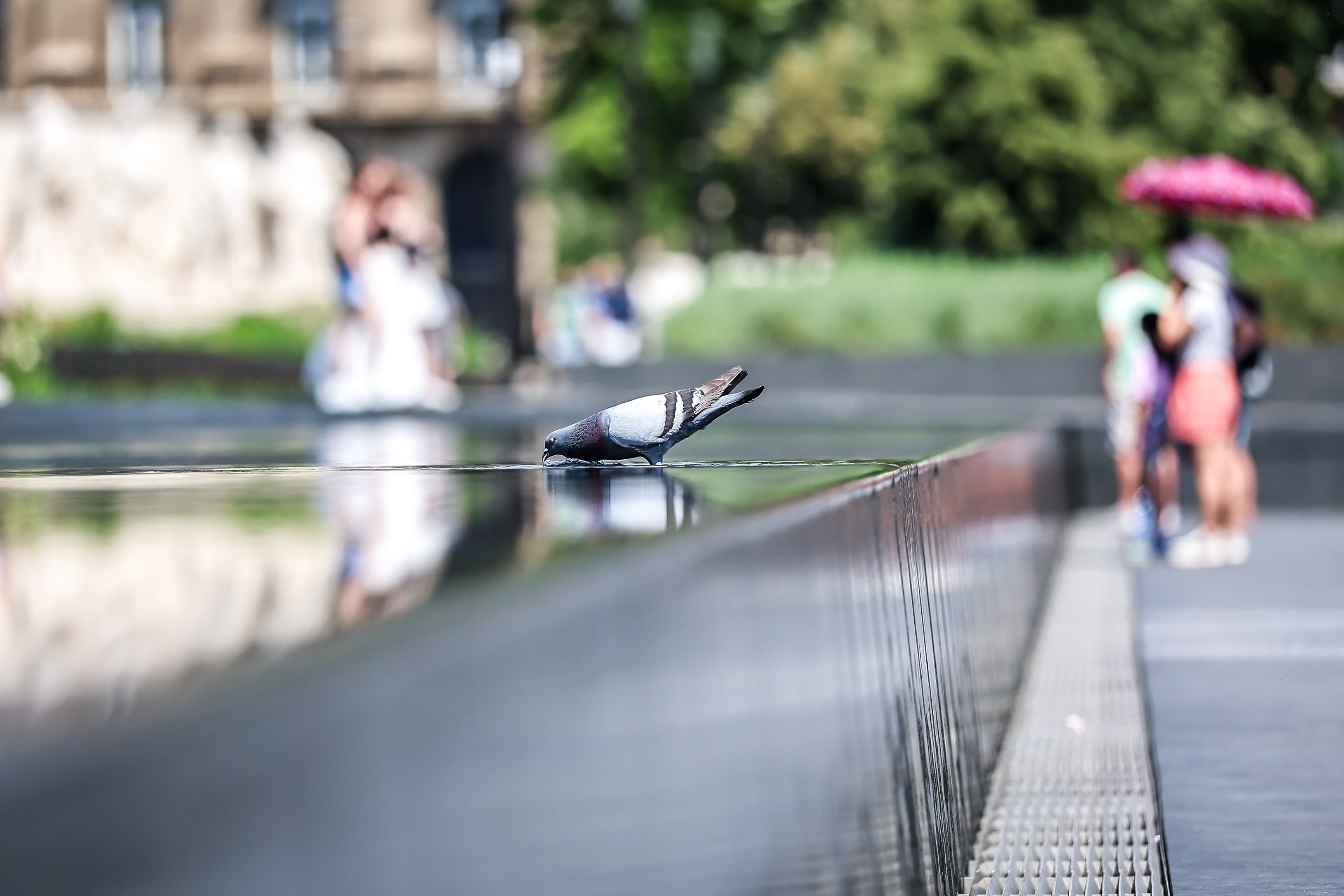 A pigeon drinks water amid a heatwave in Budapest, Hungary. Photo: Xinhua