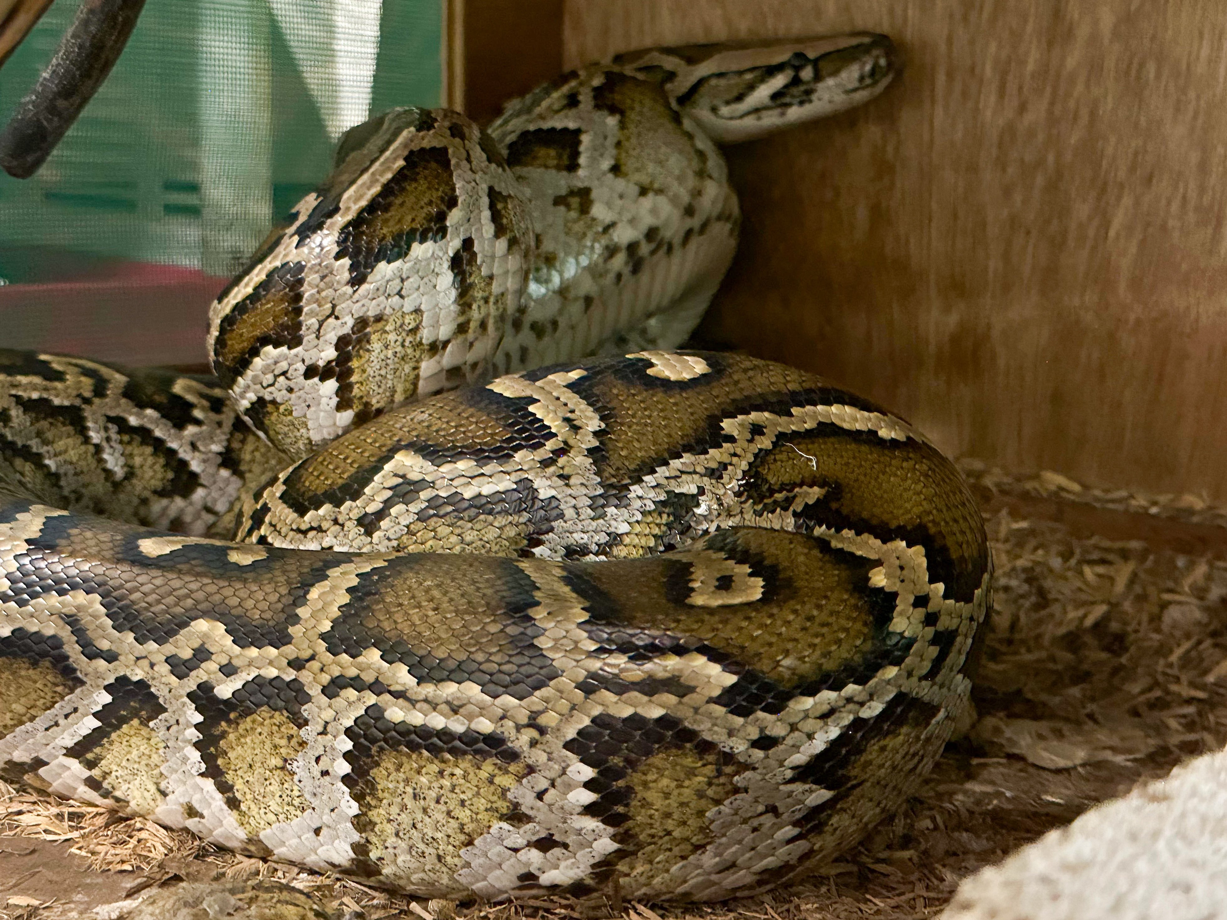 A rescued snake is seen after the Agriculture, Fisheries and Conservation Department and the Hong Kong Police Force mounted a joint raid on a Sham Shui Po flat with dozens of wild animals on June 25. Photo: Handout