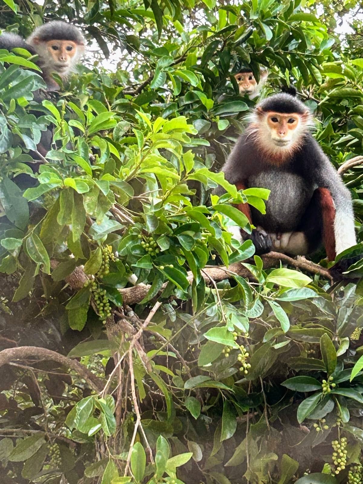 Red-shanked douc langurs sit in a tree on Da Nang’s Son Tra Peninsula. The nature spot, known as “Monkey Mountain”, is home to two-thirds of the world’s population of the endangered monkeys. Photo: John Hamilton