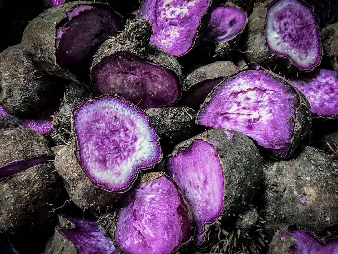 “Ubi kinampay” is especially prized for its distinctive taste and aroma. Photo: Facebook/National Museum of the Philippines Bohol