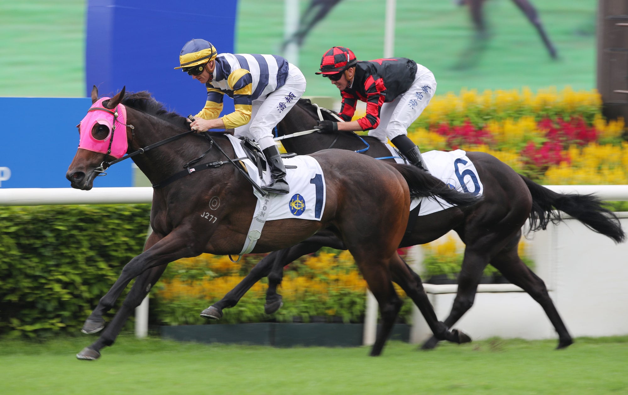 Pacing Hermod, ridden by Zac Purton, wins at Sha Tin.