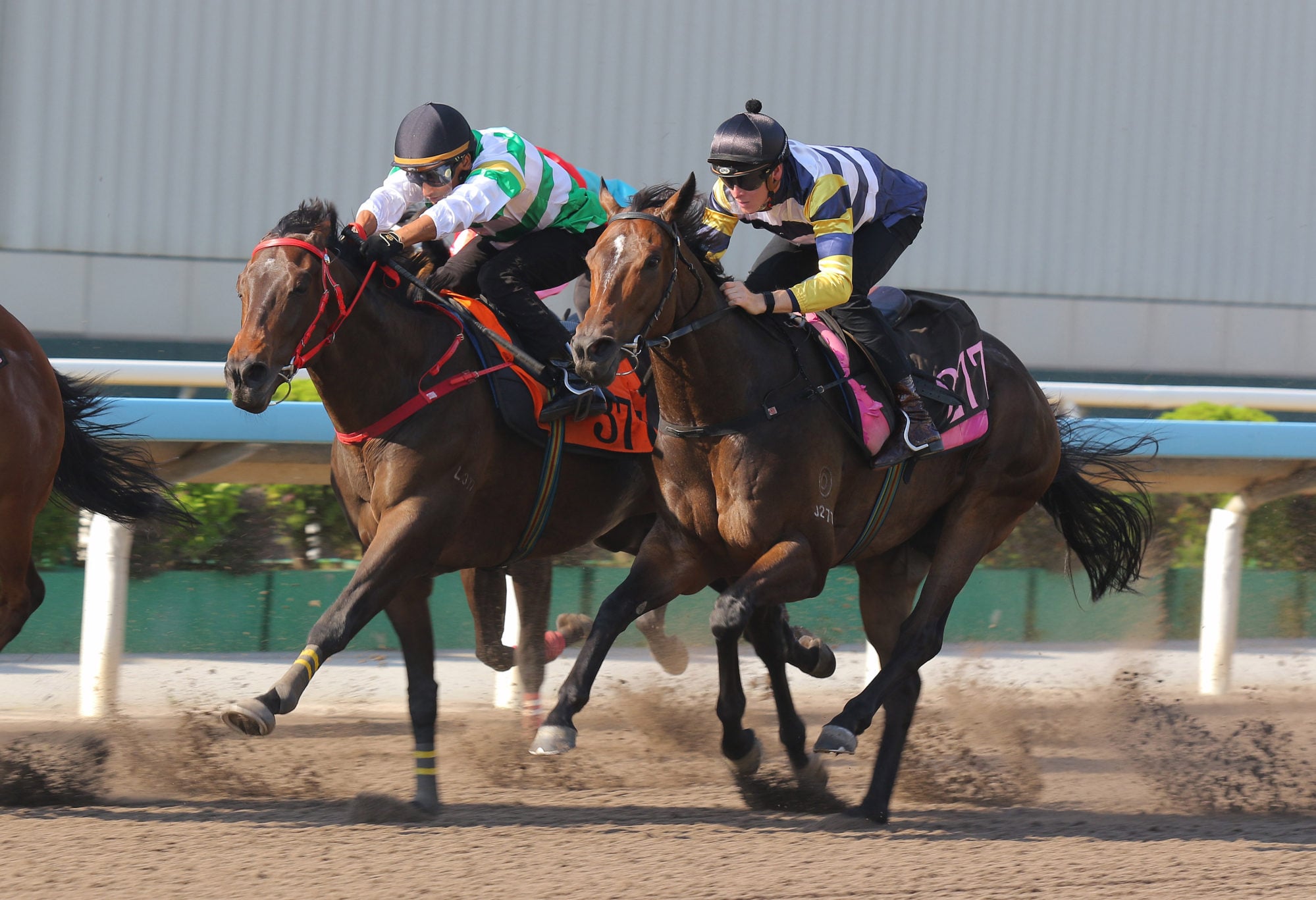 Packing Hermod (outside), ridden by Ethan Brown, trials at Sha Tin.