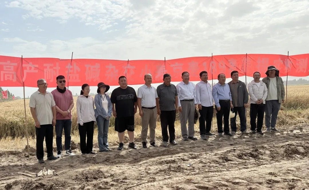 The results of the Jingmai 189 harvest are encouraging, according to an expert group assessing the crop. Photo: Institute of Hybrid Wheat Research