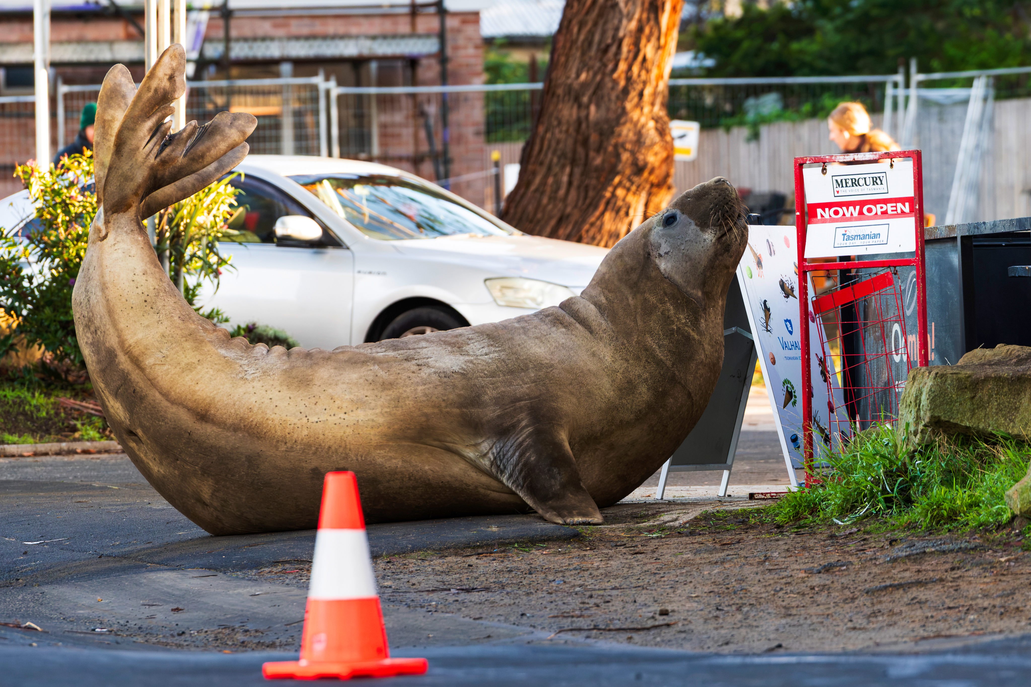 Neil, a 1,000kg  elephant seal, moves through a public area in Tasmania on Saturday. Photo: Sam Volker Photography/AP