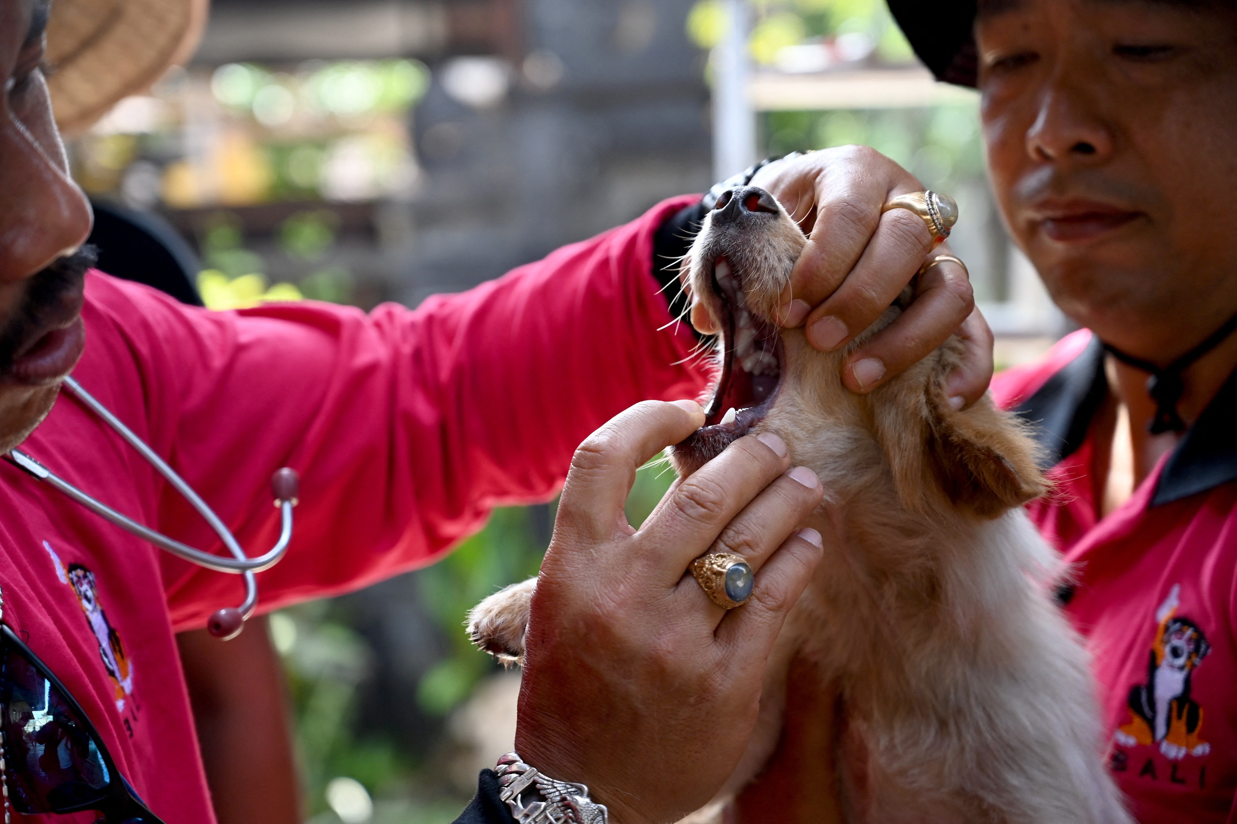 A health worker prepares to vaccinate a dog against rabies in Badung regency, Bali, Indonesia. Photo: AFP