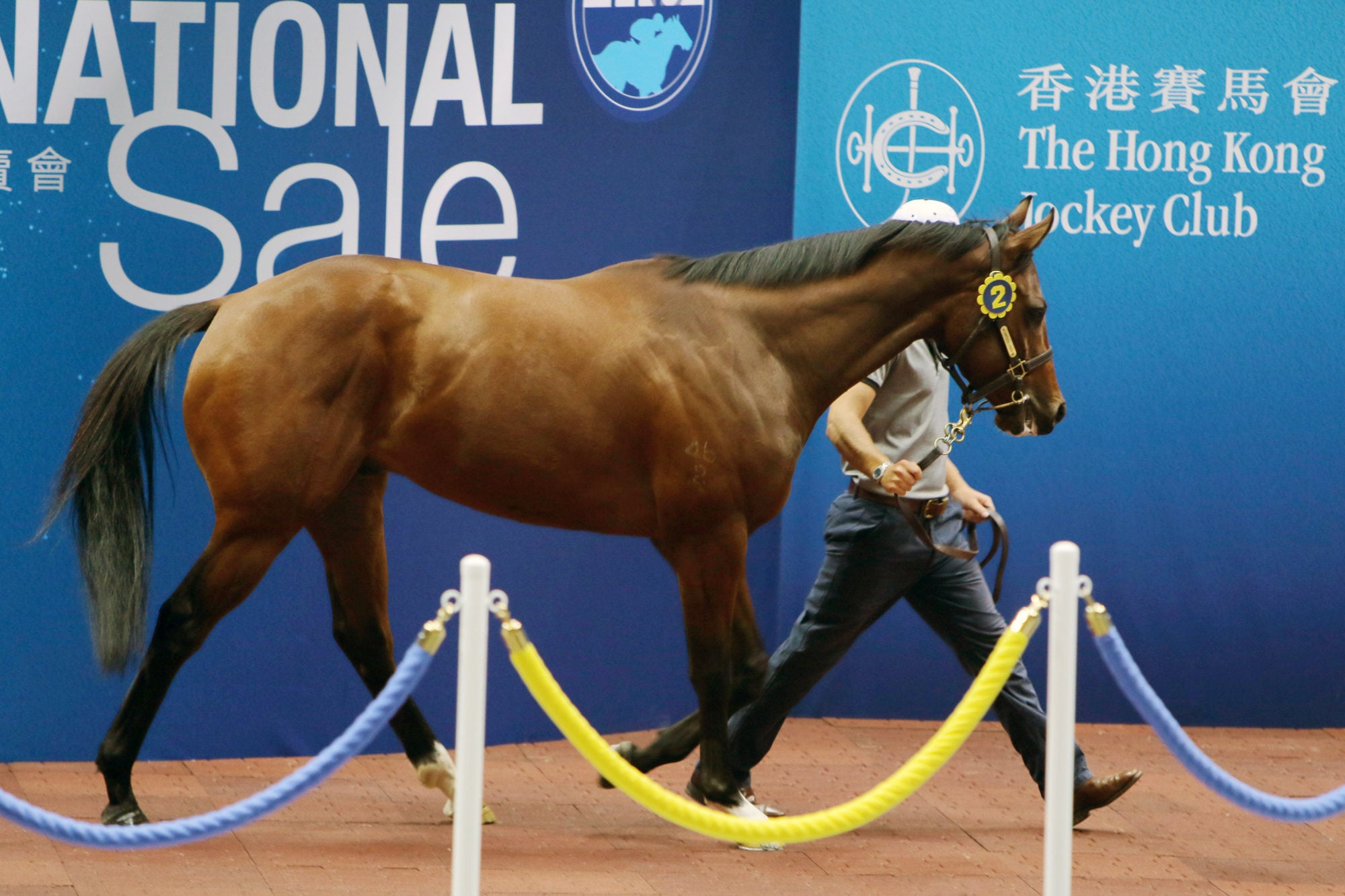 Lot 2 was the top-priced galloper sold at the 2026 Hong Kong International Sales. Lot 2 was the top-priced galloper sold at the 2026 Hong Kong International Sales.
