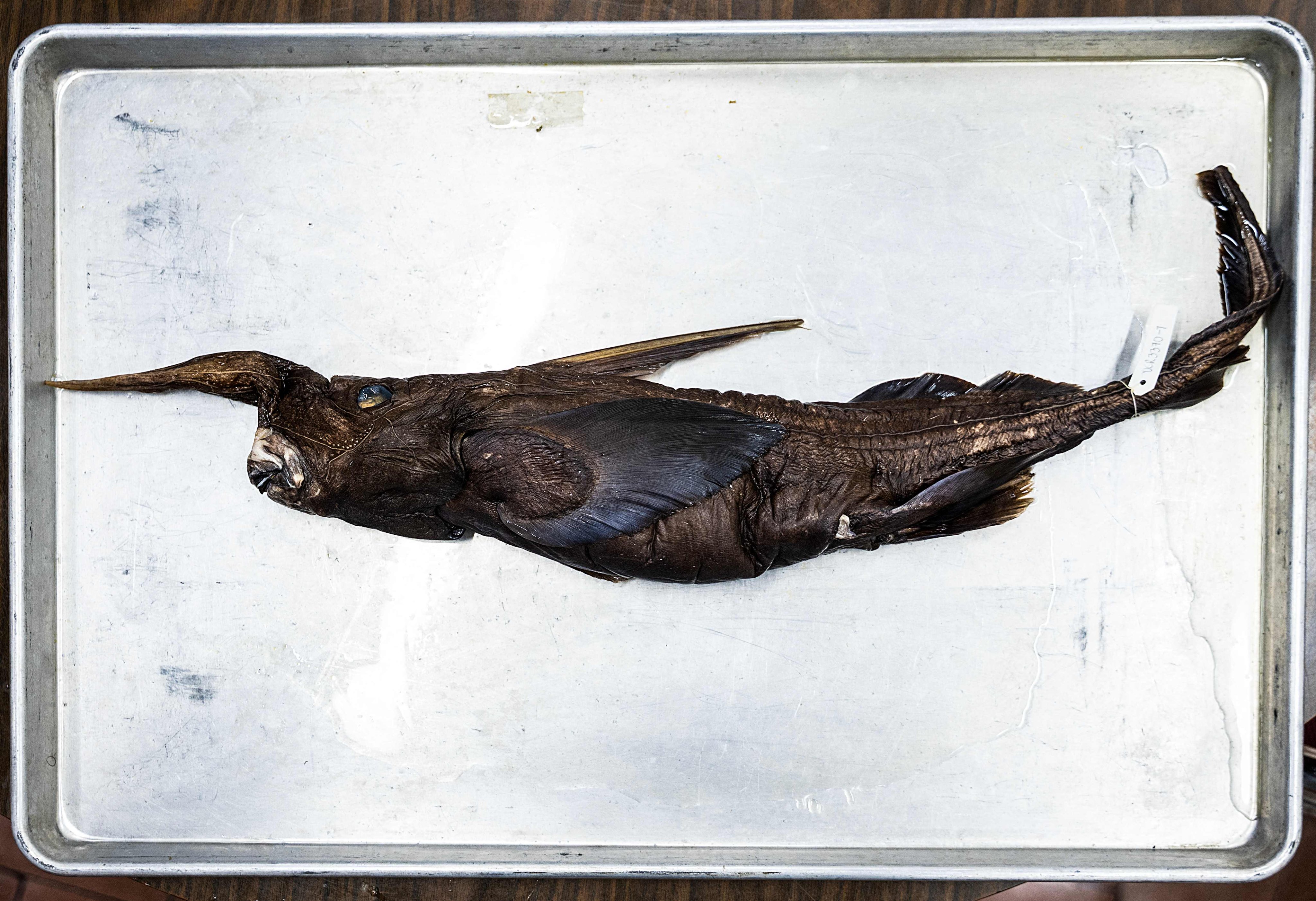The newly discovered Costa Rican ghost shark (Rhinochimaera costaricana) at the Museum of Zoology of the University of Costa Rica’s Centre for Research in Biodiversity and Tropical Ecology in San Jose on Friday. Photo: AFP