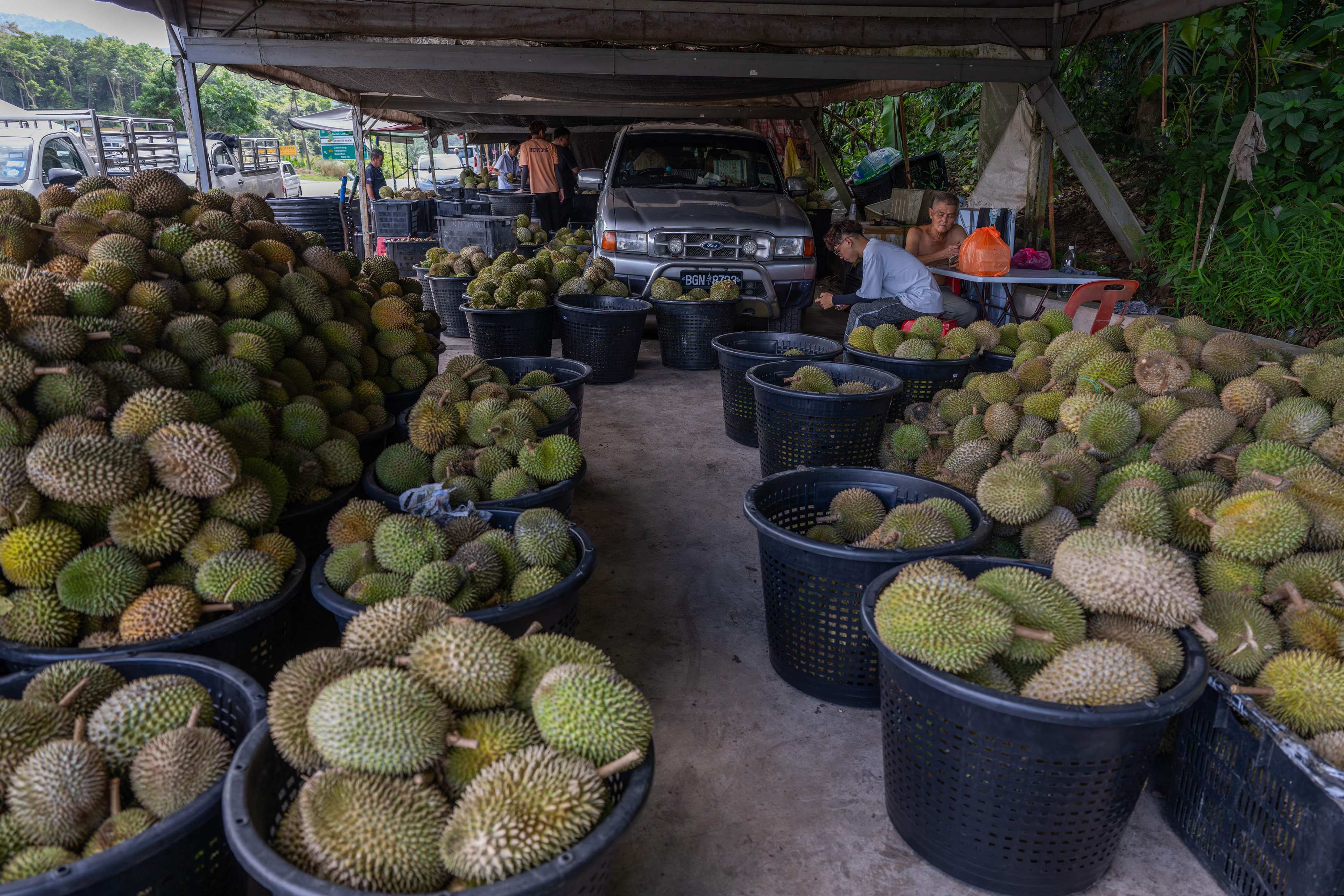 Durian wholesalers  wait for customers at a roadside stall in Malaysia’s Pahang state on June 23. Photo: AFP