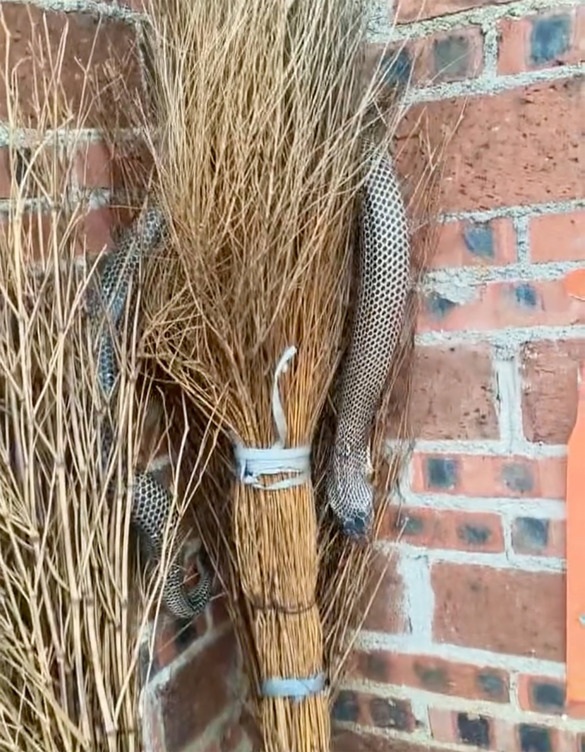 Villagers have been advised to not to try to catch snakes by hand if they found any in their homes. Photo: Weibo Villagers have been advised to not to try to catch snakes by hand if they found any in their homes. Photo: Weibo