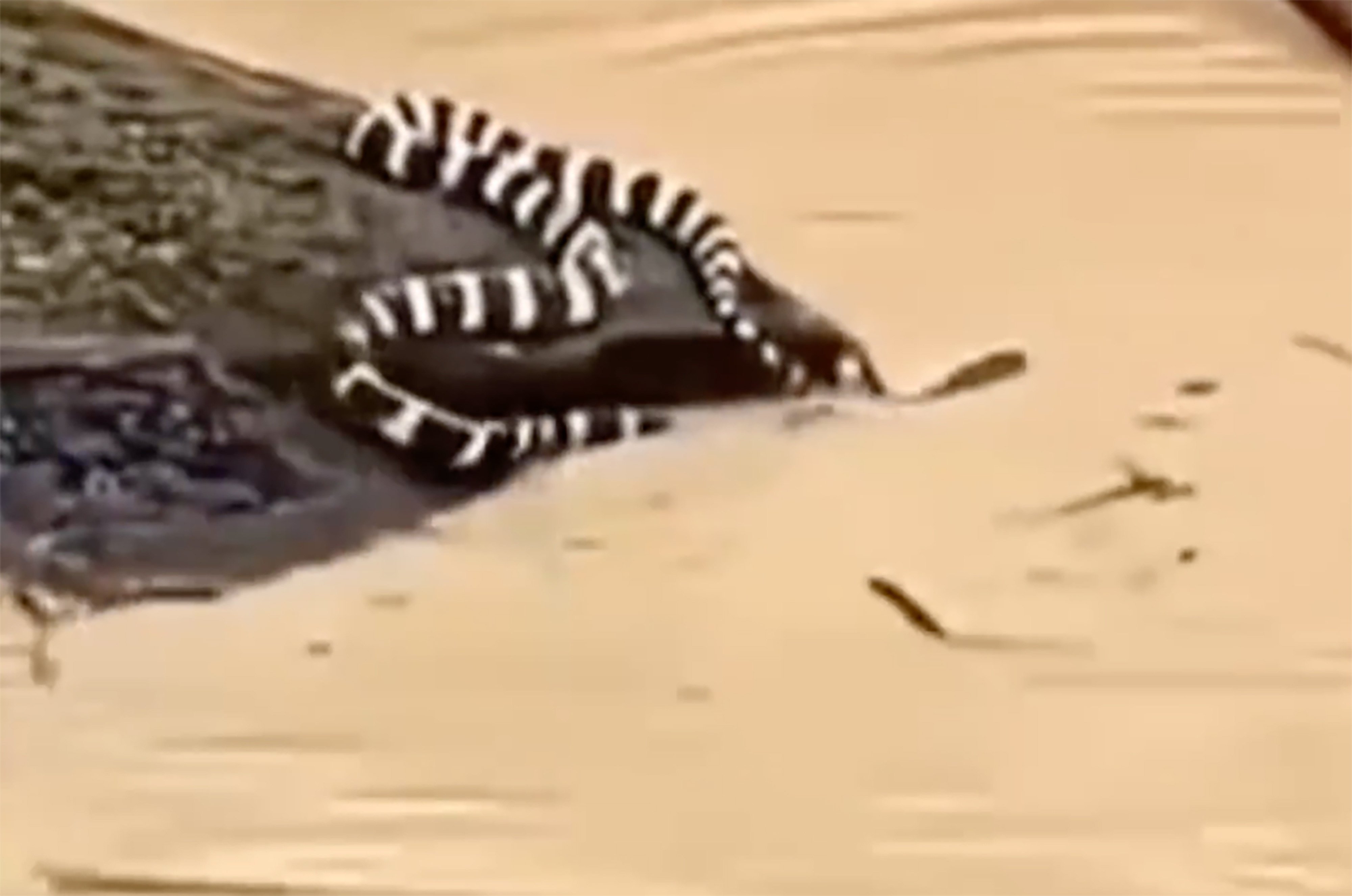 === PHOTO CAPTURED ONLINE=== Screenshot of a video shows an escaped snake in the flood. Photo: Weibo