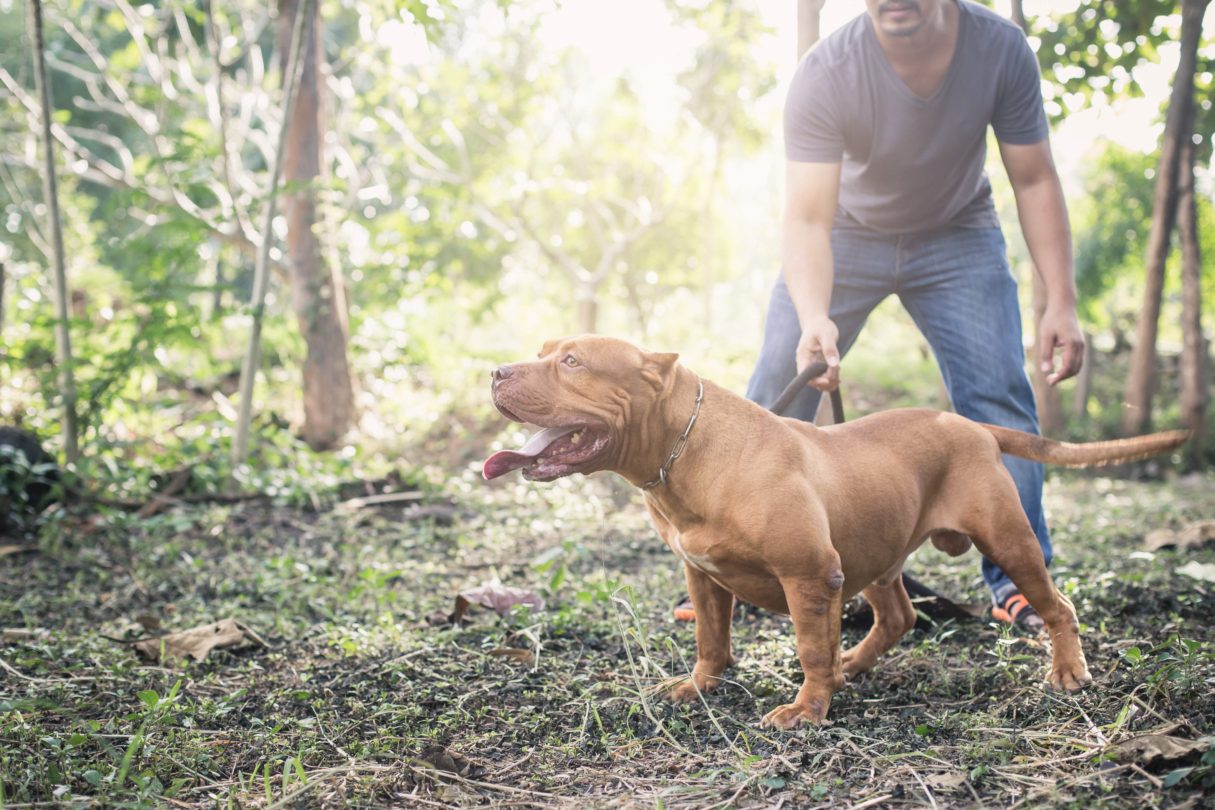 Pit bull terrier. American pit bull terrier. A girl in Germant died after her family’s Pit Bull Terrier bit her while they were playing. Photo: Shutterstock