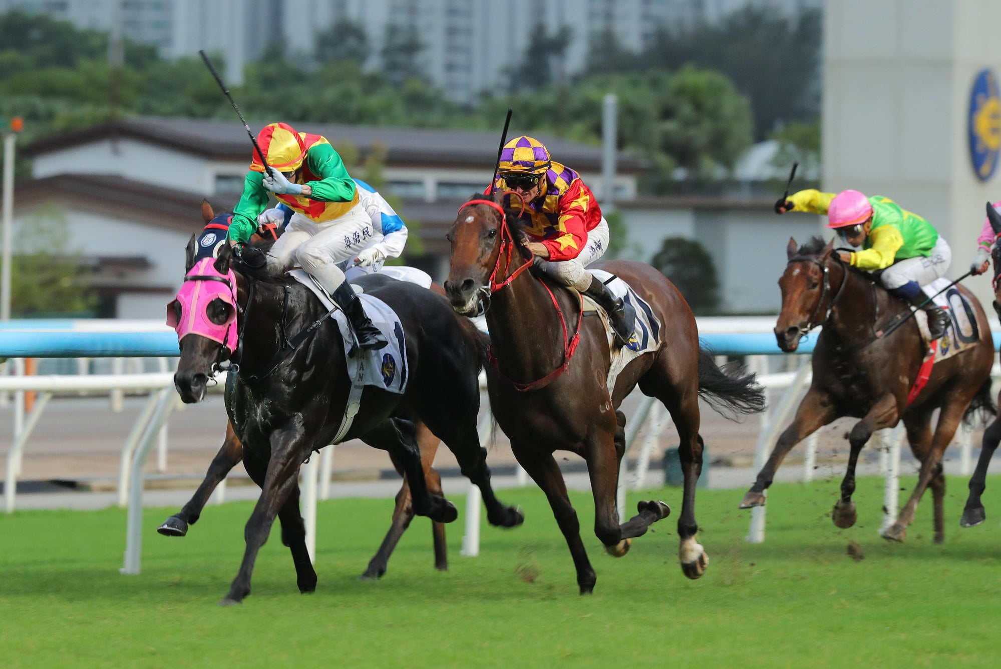 Meaningful Dragon digs deep on the inside of Gorgeous Victory to win at Sha Tin last start. Meaningful Dragon digs deep on the inside of Gorgeous Victory to win at Sha Tin last start.