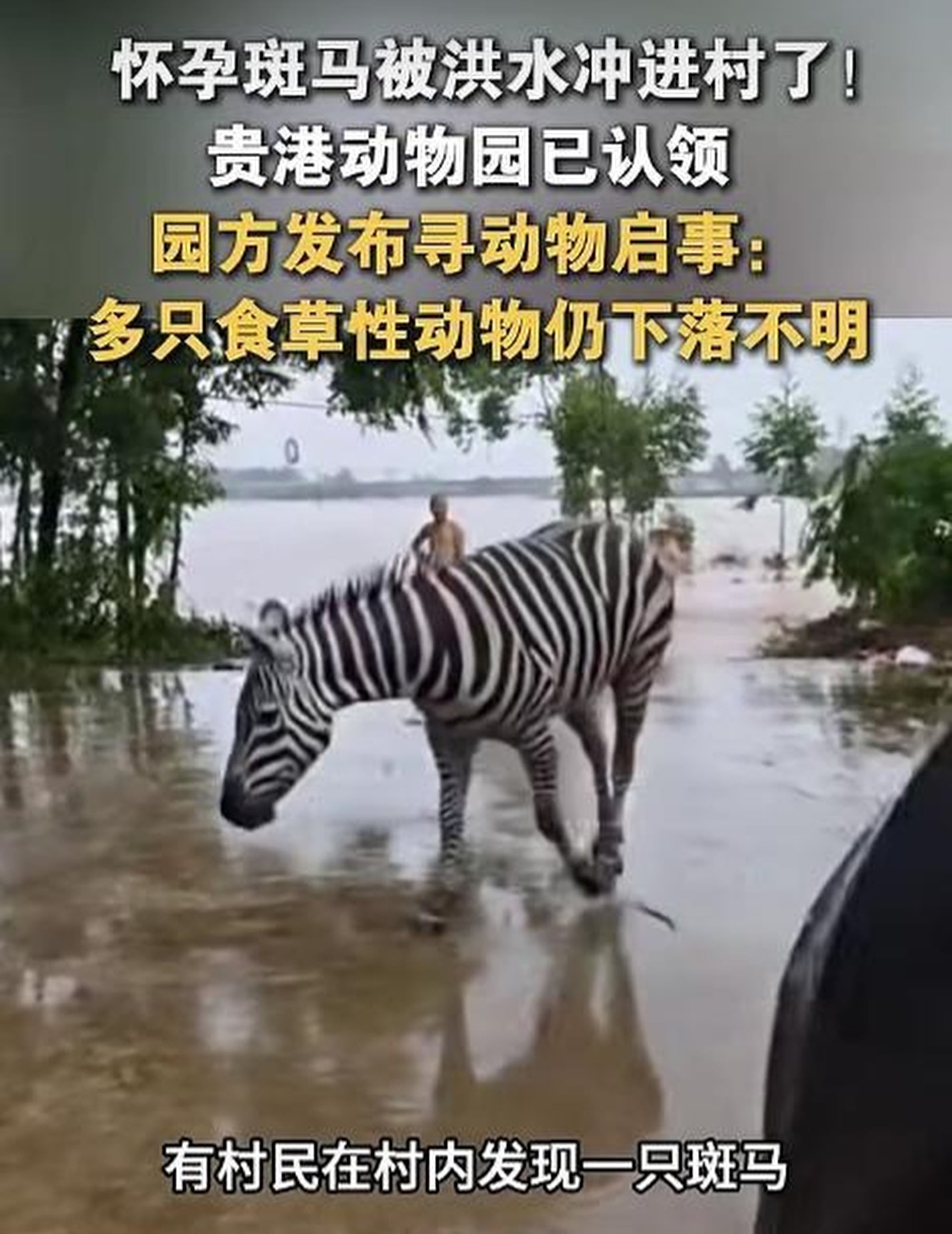 A social media user posted this picture of one of the zebras from Guigang Zoo when it was spotted in a nearby village. Photo: Handout A social media user posted this picture of one of the zebras from Guigang Zoo when it was spotted in a nearby village. Photo: Handout