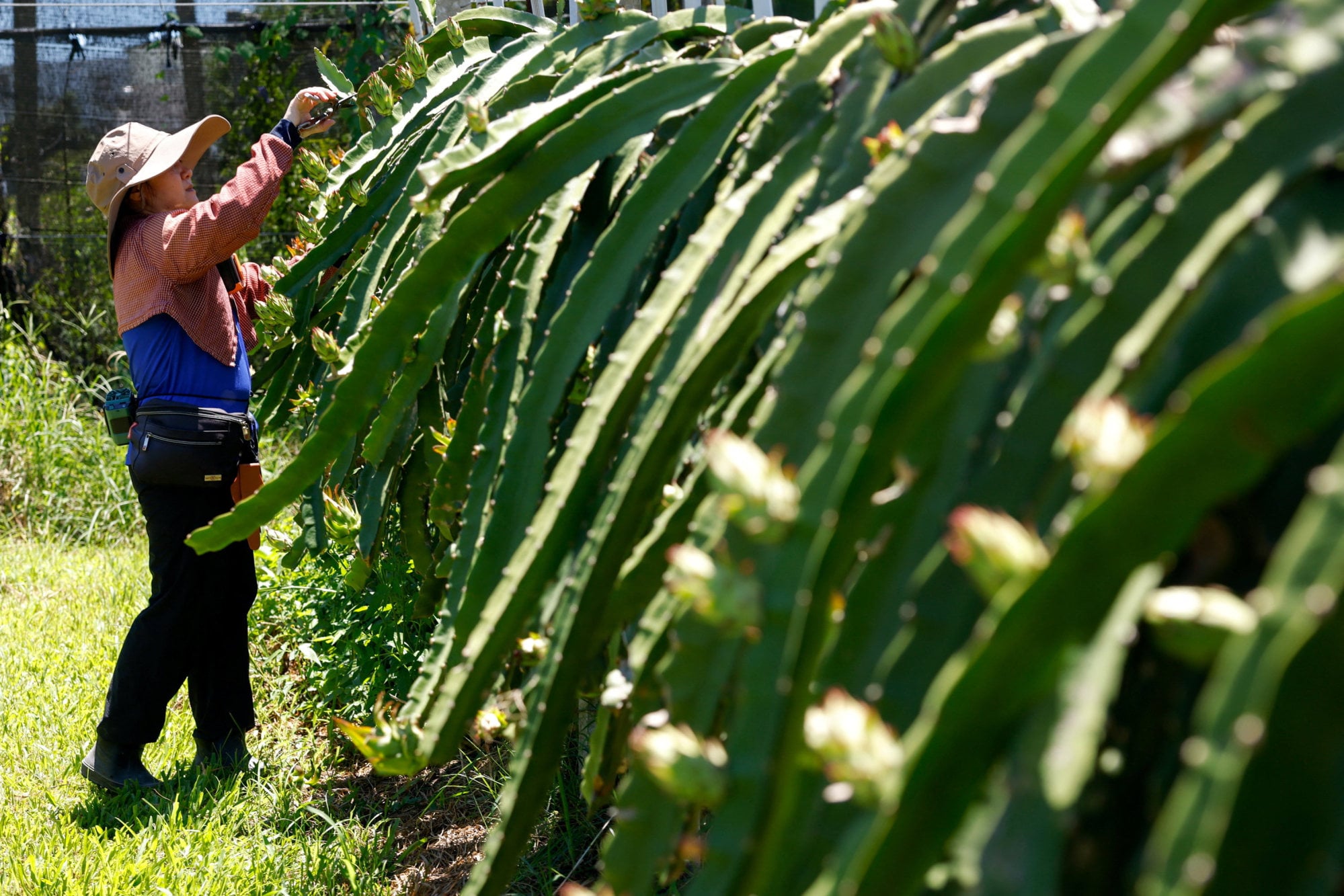 Dragon fruit farmer Tu Hua-chin, 45, prepares the crop for the approach of Typhoon Bavi at her farm in Taitung, Taiwan, on Wednesday. Photo: Reuters Dragon fruit farmer Tu Hua-chin, 45, prepares the crop for the approach of Typhoon Bavi at her farm in Taitung, Taiwan, on Wednesday. Photo: Reuters