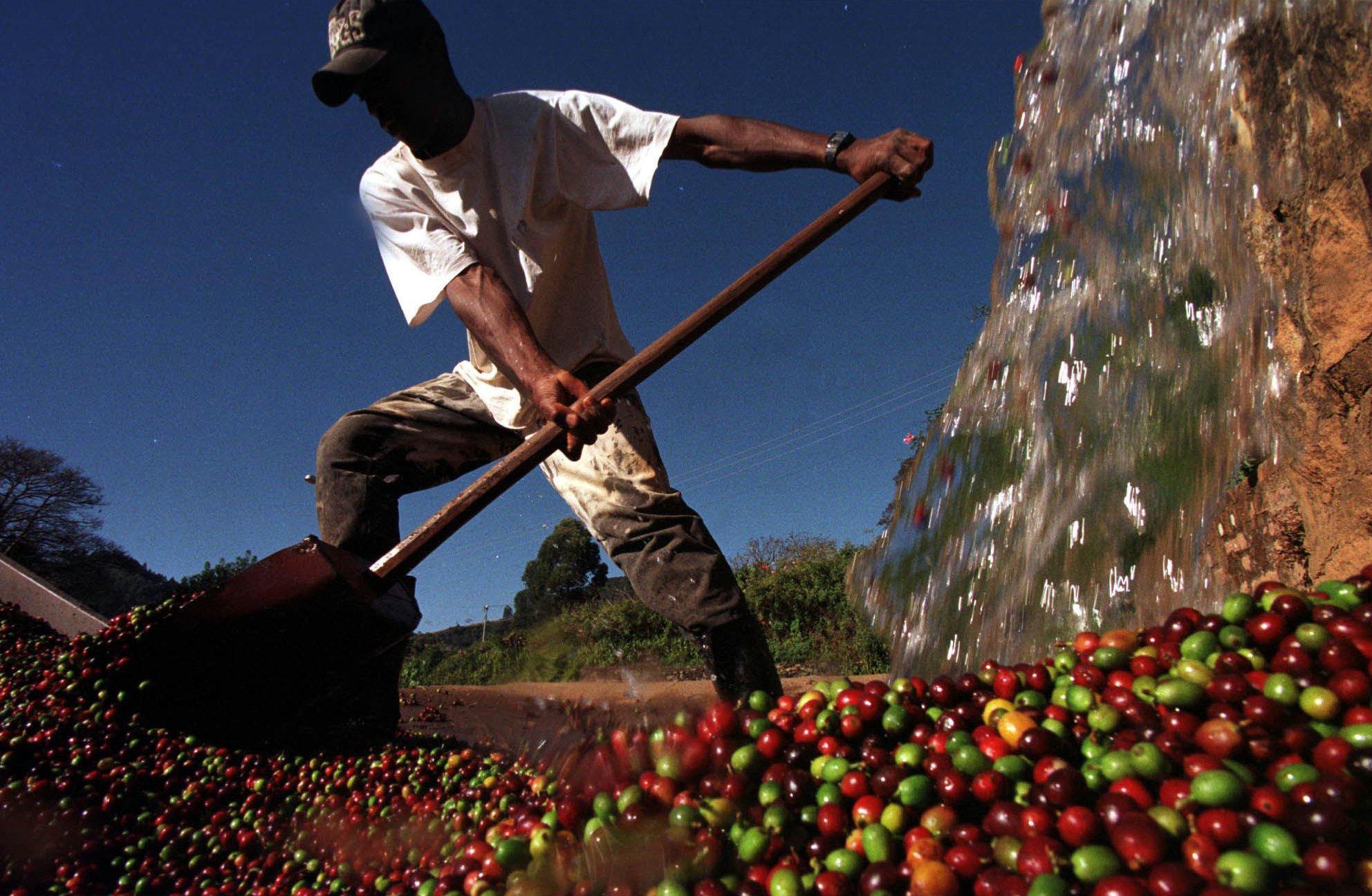 A worker washes coffee beans at a plantation near Pocos de Caldas, Brazil. Brazilian coffee exporters now sell most of their produce to Europe. Photo: AP