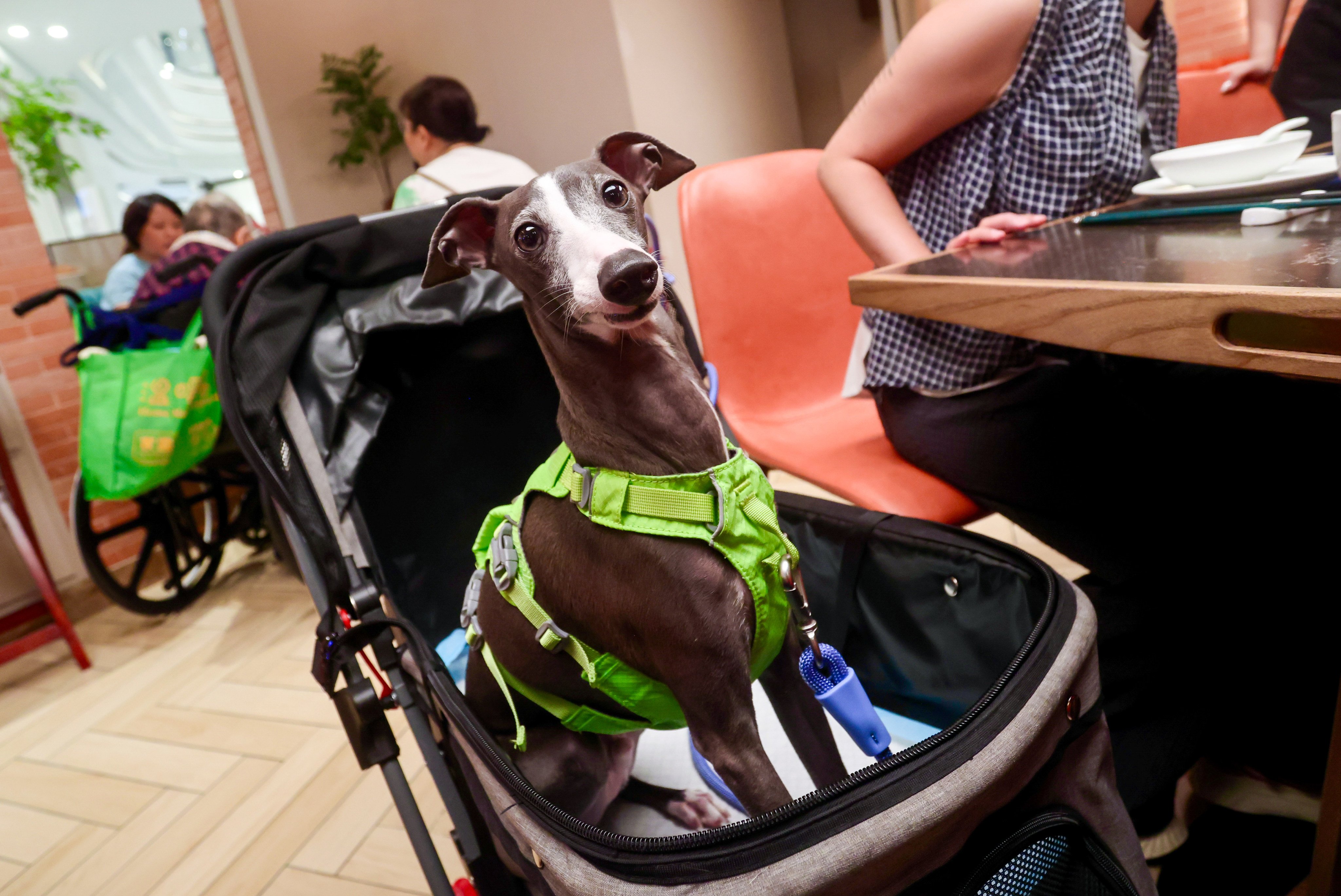 An Italian greyhound in Canton House at The Wai shopping centre. Photo: Jonathan Wong