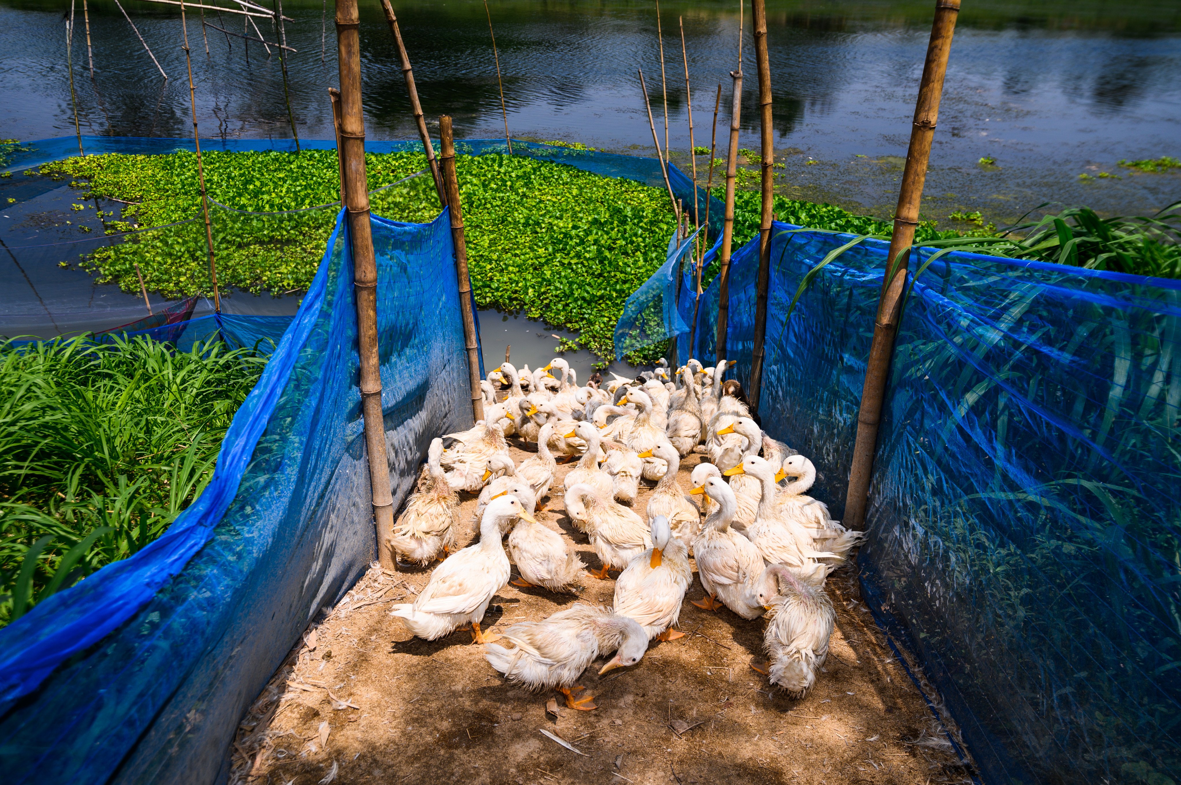 Pekin ducks at a farm in West Bengal, India. Photo: NurPhoto via Getty Images)