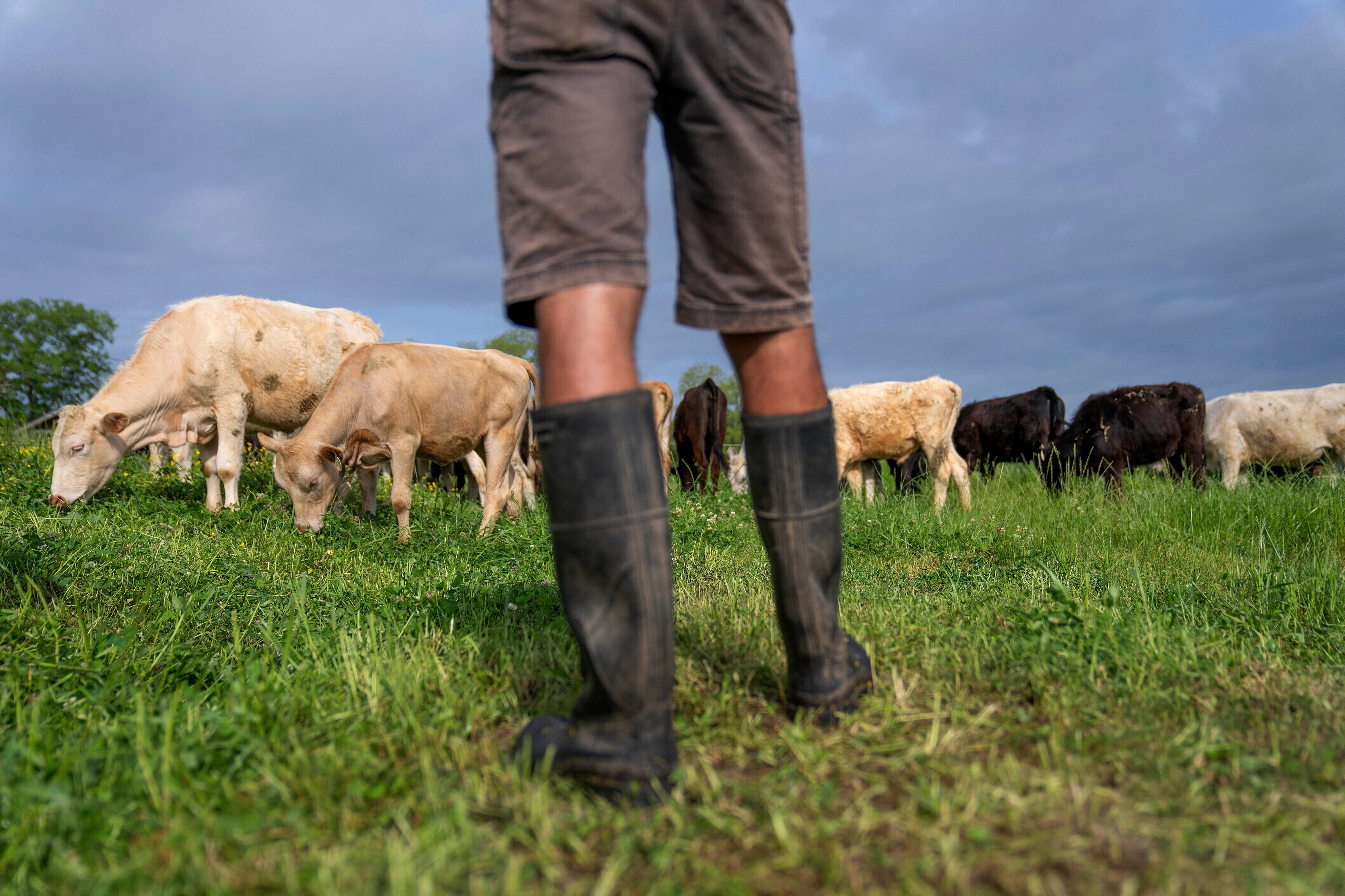 Cattle graze on a ranch in Lufkin, Texas, in April 2023. Photo: AP