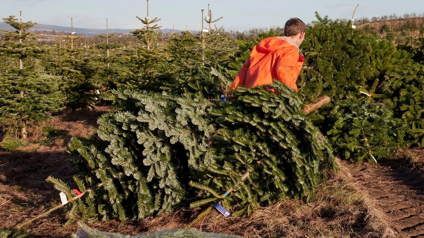 American Christmas tree growers argue that lower-priced artificial Christmas trees imported from China threaten family farms. Photo: Getty Images