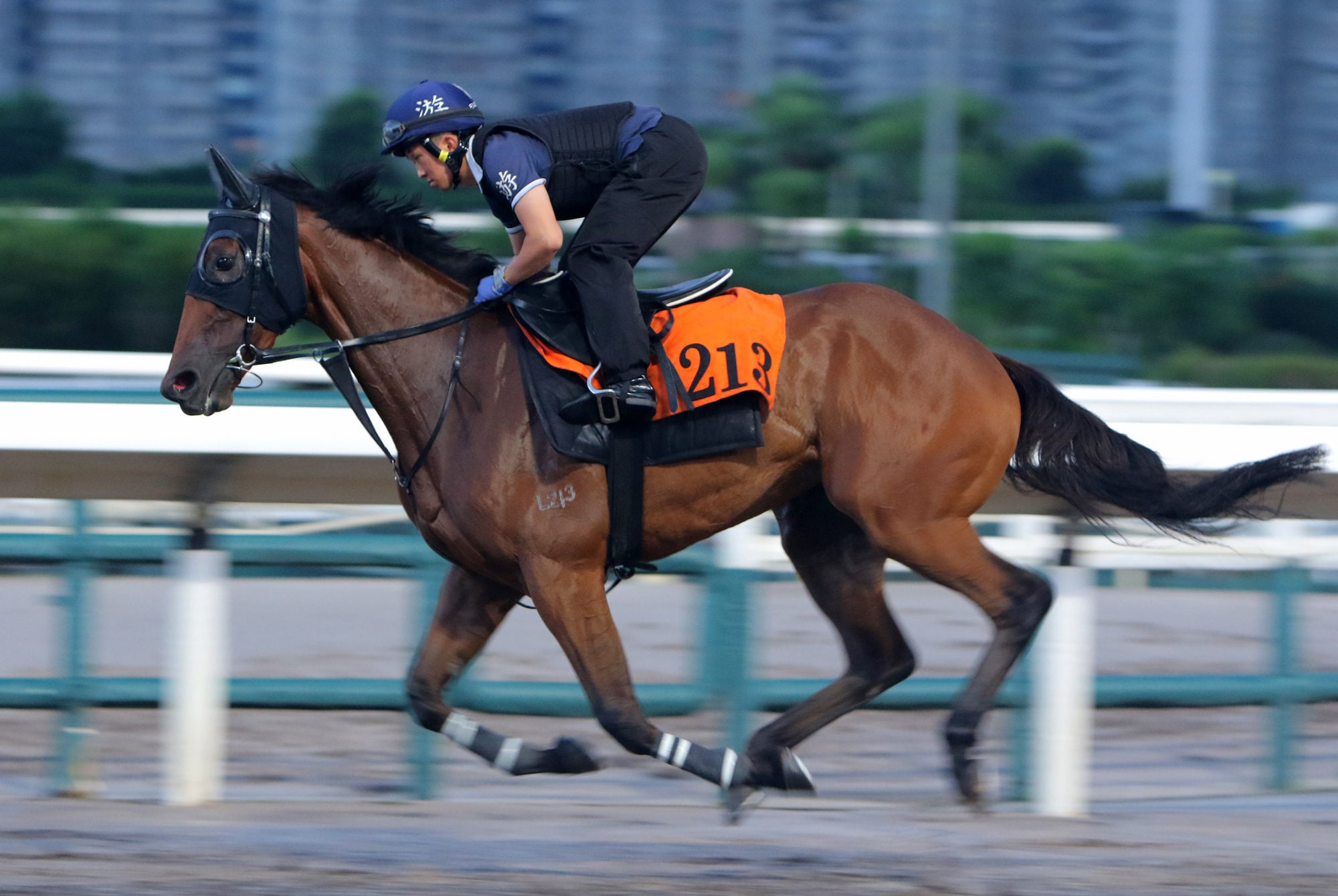 Titan Pegasus gallops on the Sha Tin dirt. Titan Pegasus gallops on the Sha Tin dirt.