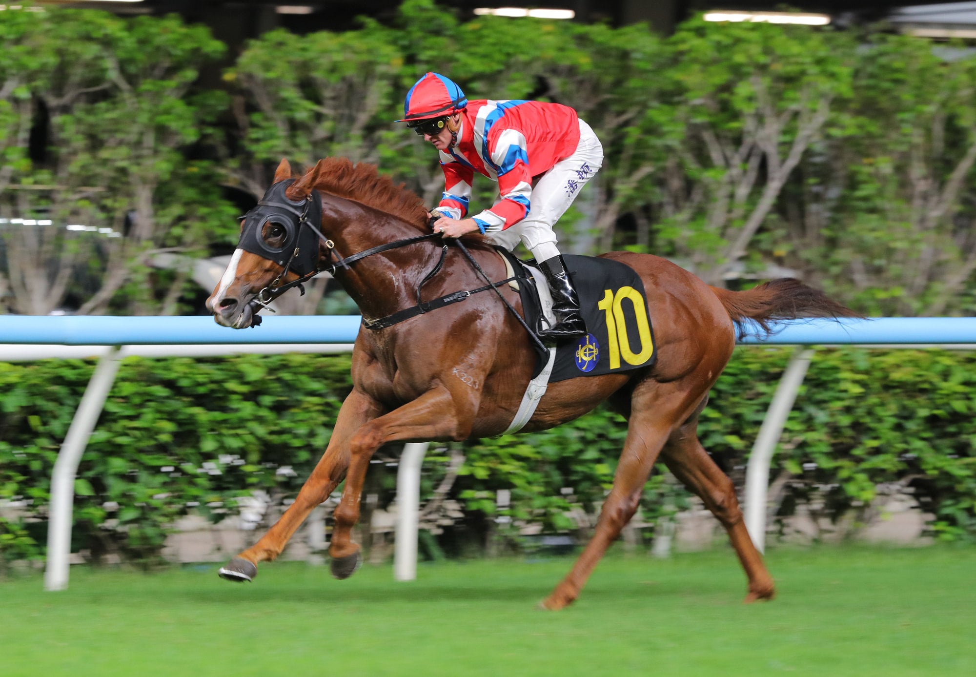 Vivacious Win, ridden by Zac Purton, wins at Happy Valley. Vivacious Win, ridden by Zac Purton, wins at Happy Valley.
