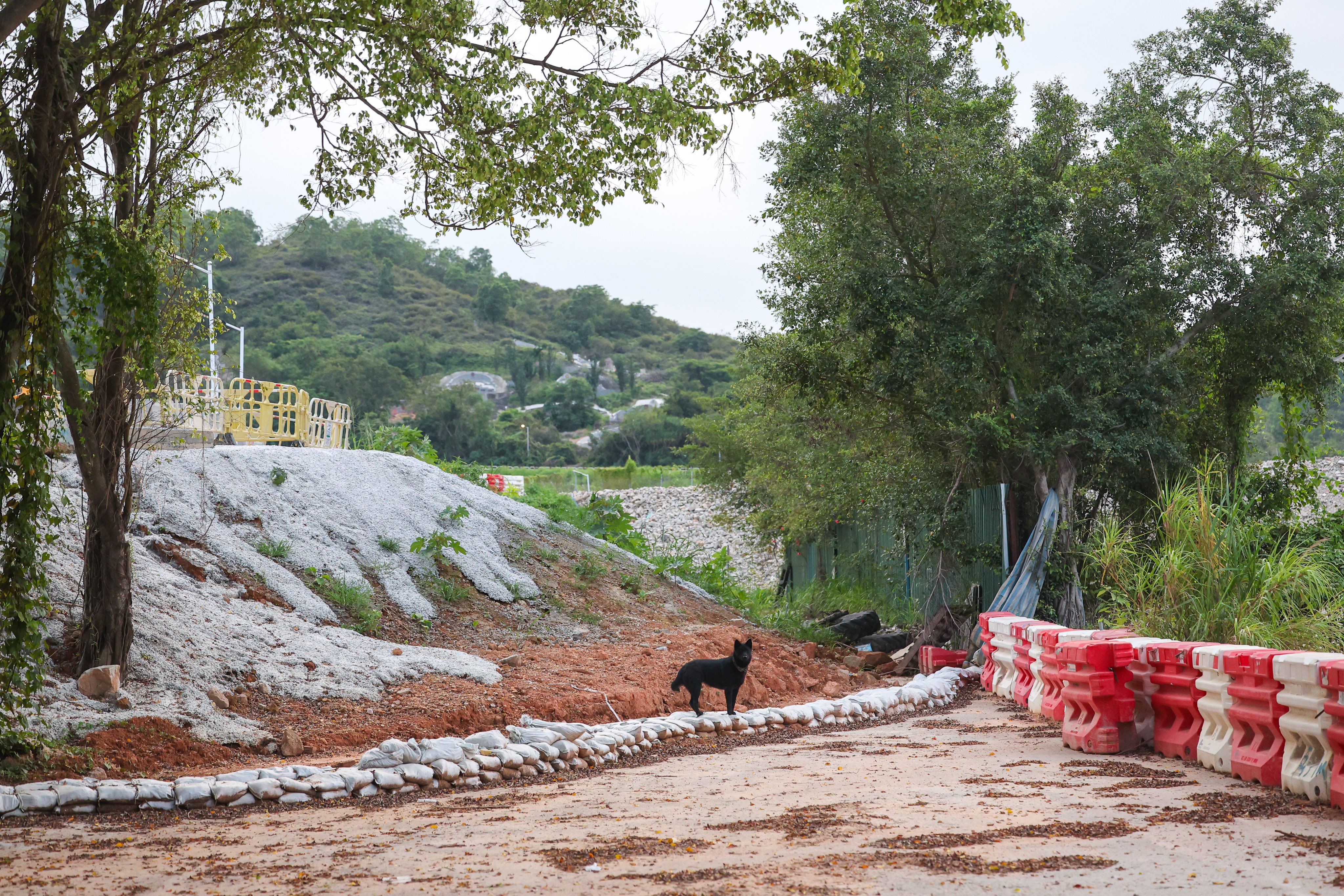 A stray dog on a plot of cleared land in the Northern Metropolis. Photo: Edmond So