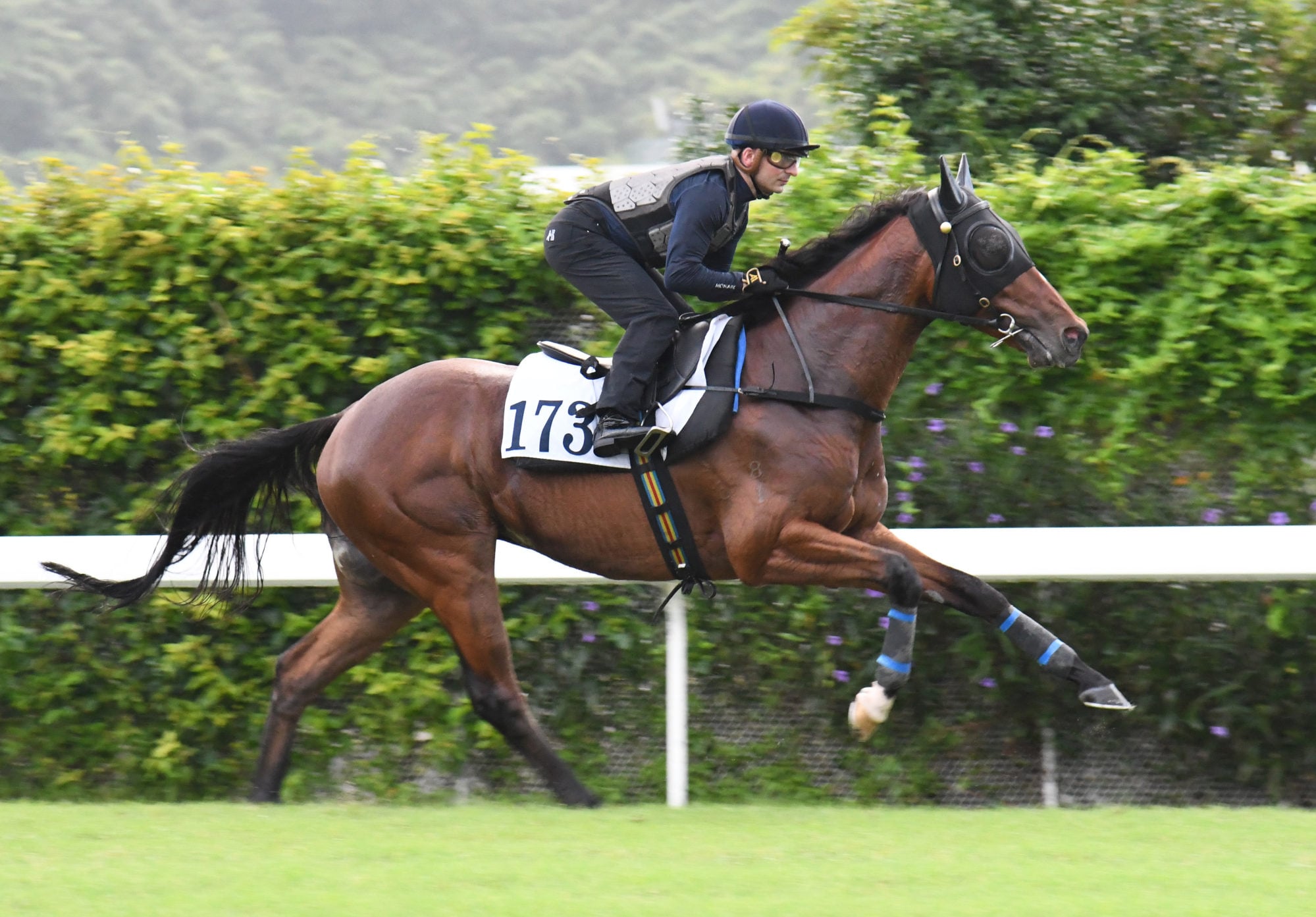 Crimson Flash gallops on the Sha Tin turf last week. Crimson Flash gallops on the Sha Tin turf last week.