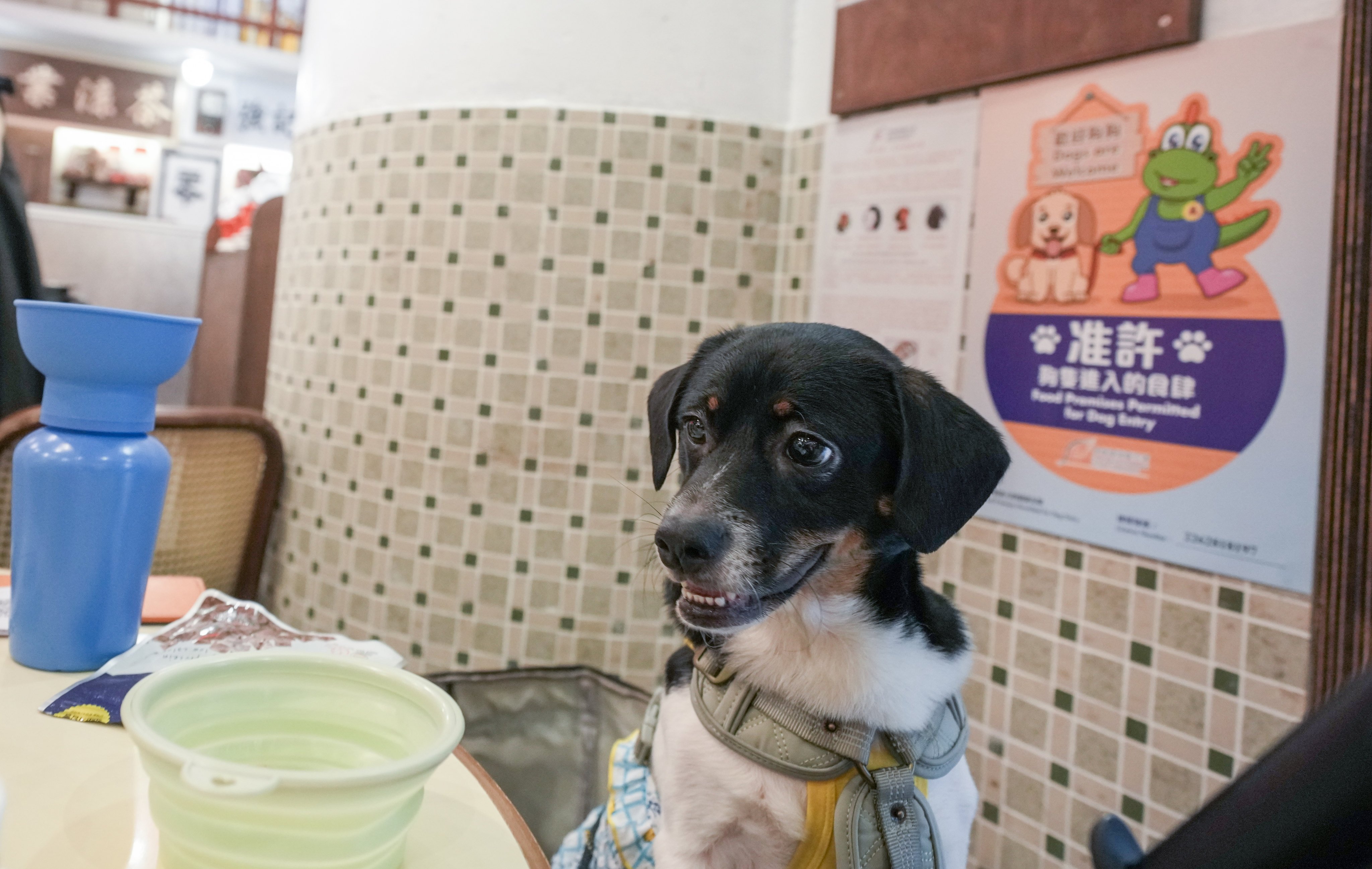 Hong Kong’s new dog-friendly dining scheme has drawn about 20 complaints since its launch. Photo: Sam Tsang