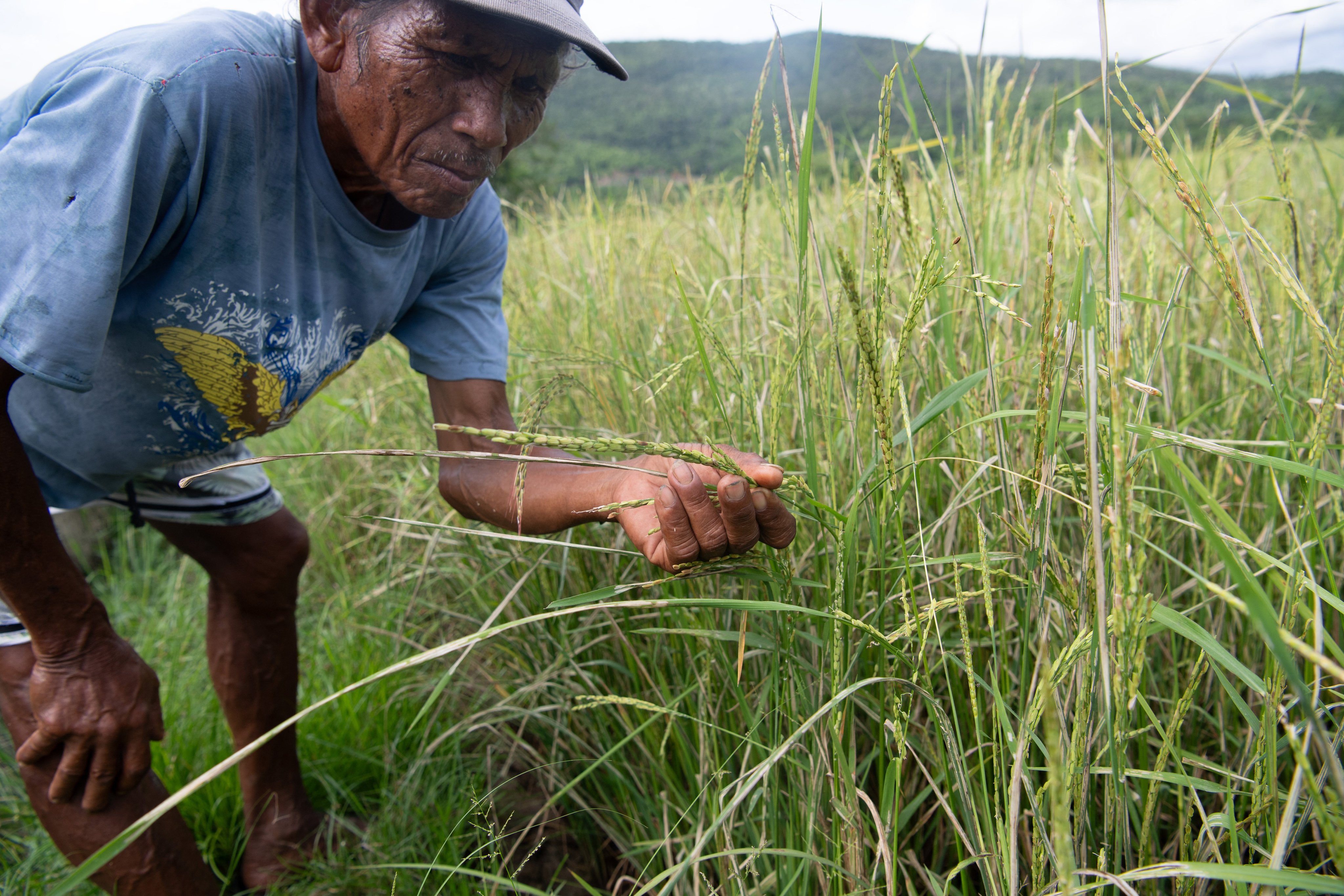 A Filipino farmer inspects rice for pests at a farm in Palawan province. Photo: AFP