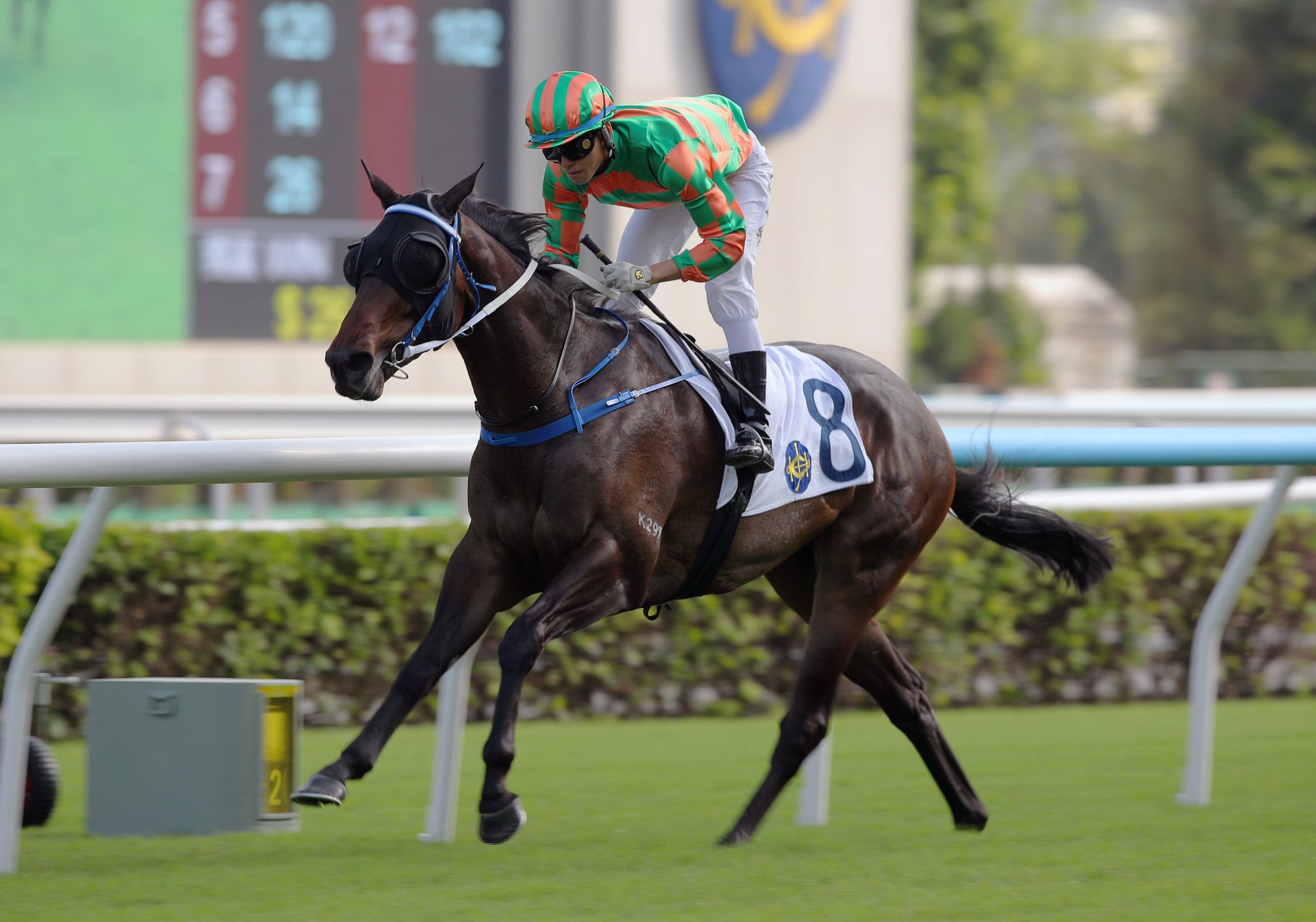 Pejibaye, ridden by Ellis Wong Chi-wang, triumphs at Sha Tin. Pejibaye, ridden by Ellis Wong Chi-wang, triumphs at Sha Tin.