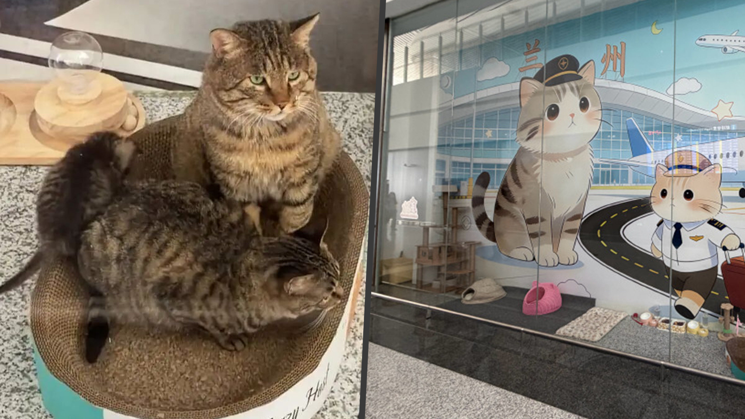 Lanzhou Airport warmed hearts across social media by building a cozy, custom home for three stray cats. Photo: SCMP composite/Weibo