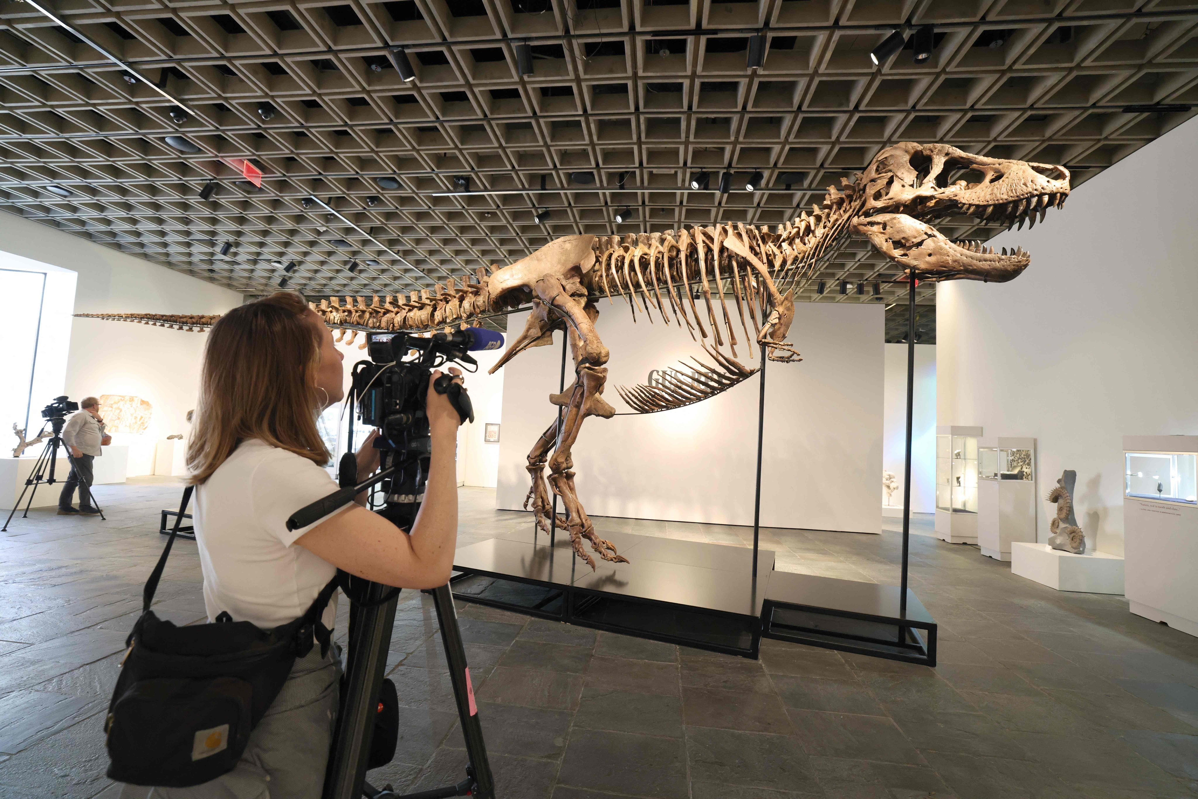 A videographer documents “Gus”, a mounted Tyrannosaurus Rex skeleton, in New York on July 1. Photo: AFP