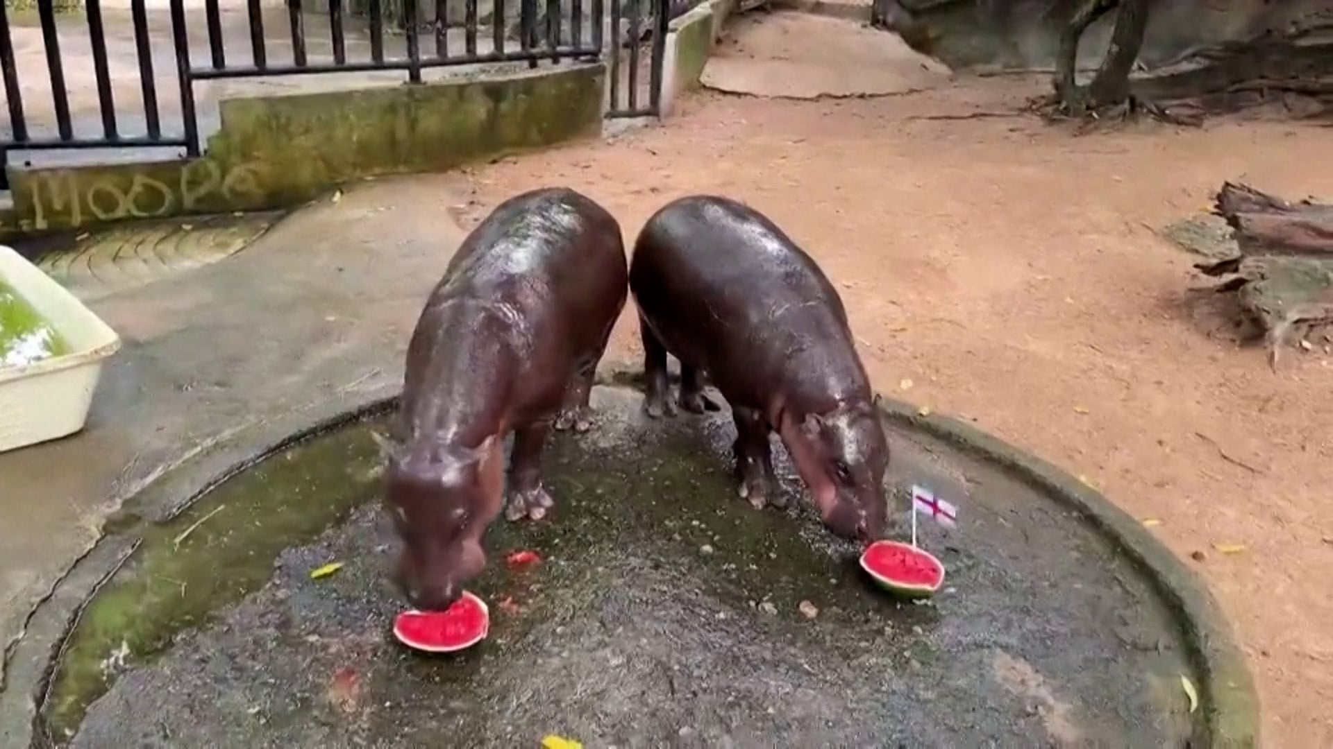 Moo Deng, the pygmy hippopotamus in Thailand that became a viral sensation last year, was presented with watermelon slices bearing a flag of the teams that are in the Fifa World Cup semi-finals.