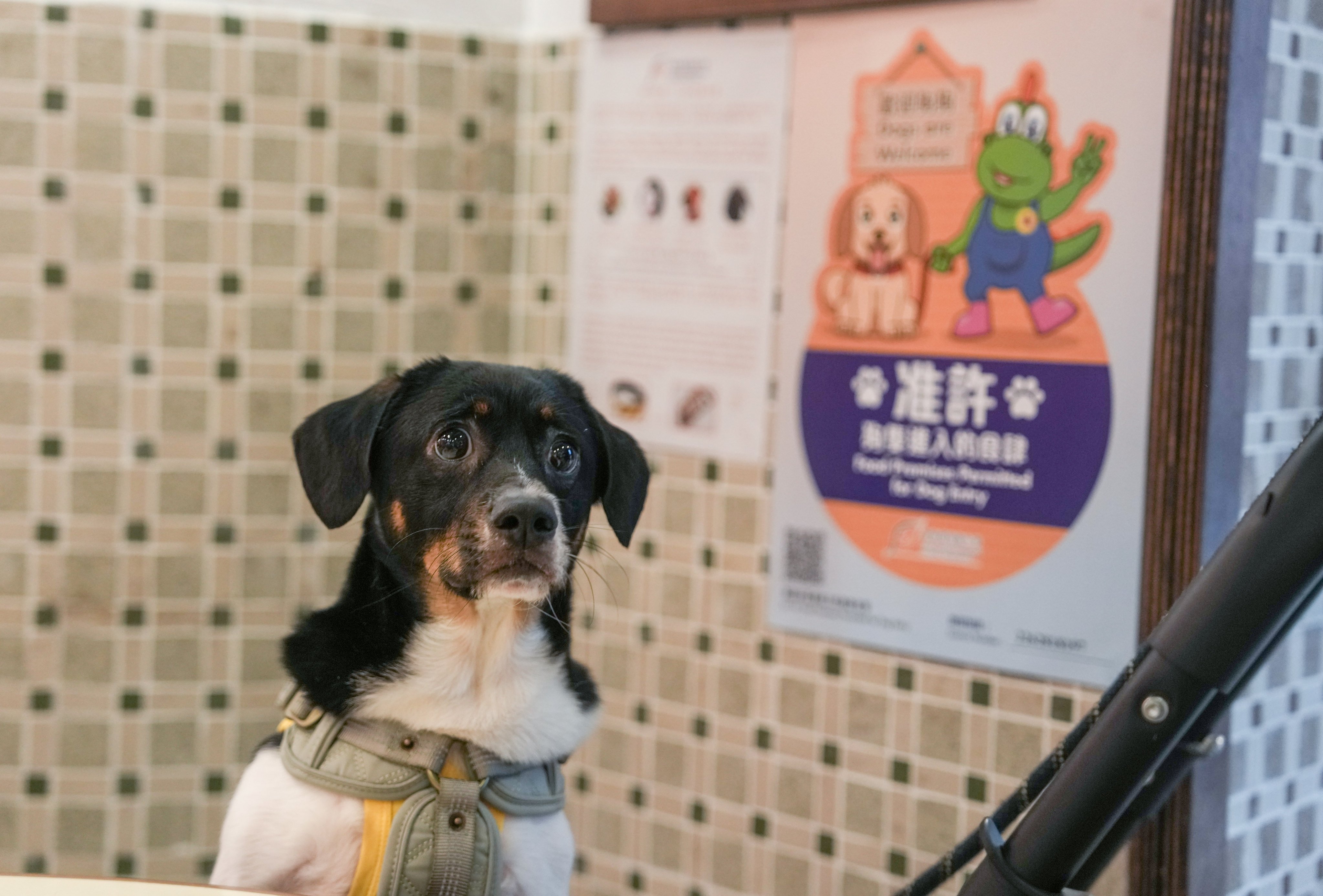 The warning follows the recent launch of dog-friendly restaurant scheme. Photo: Sam Tsang