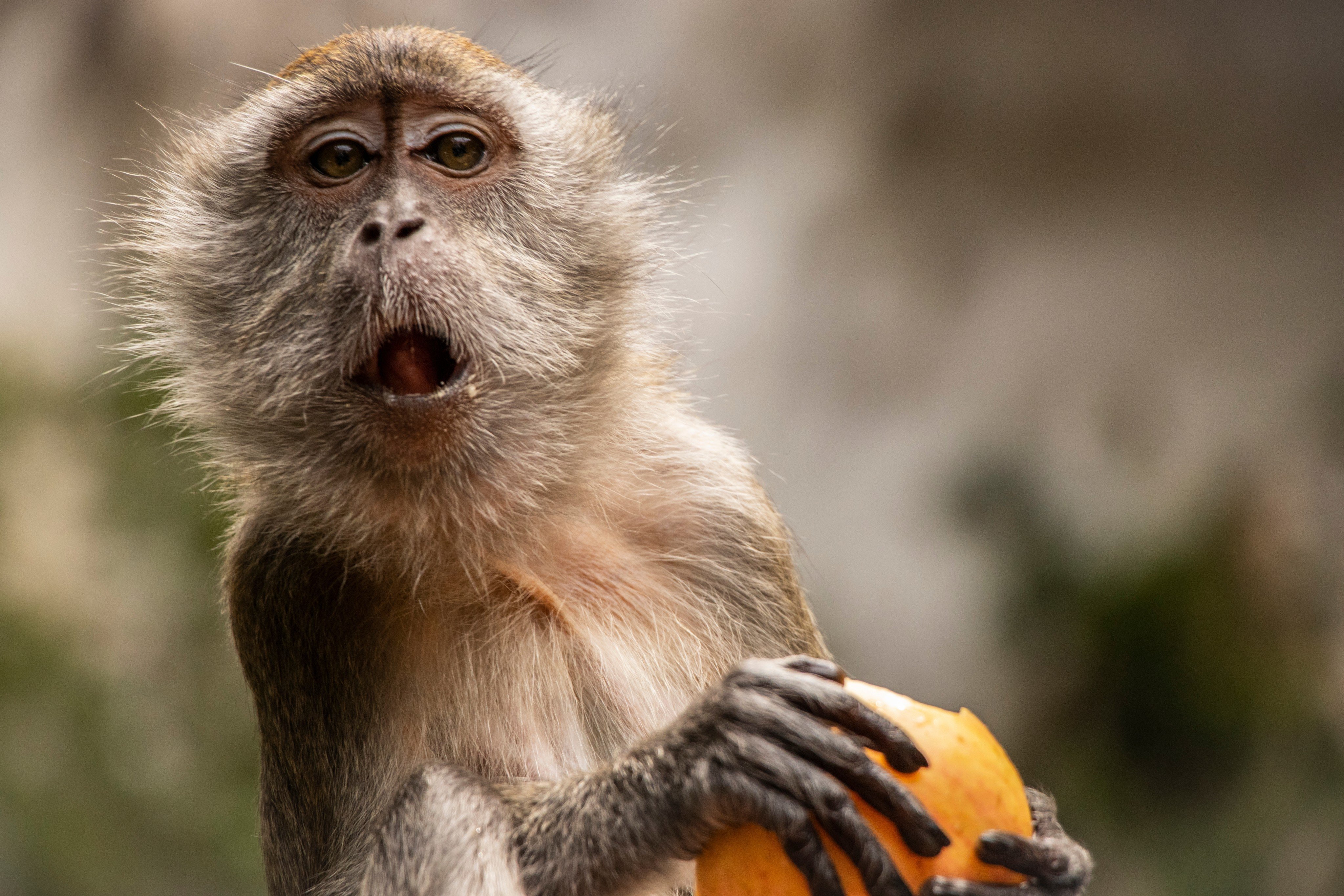 Crab-eating macaques comprise the vast majority of non-human primates used in laboratory experiments. Photo: Shutterstock
